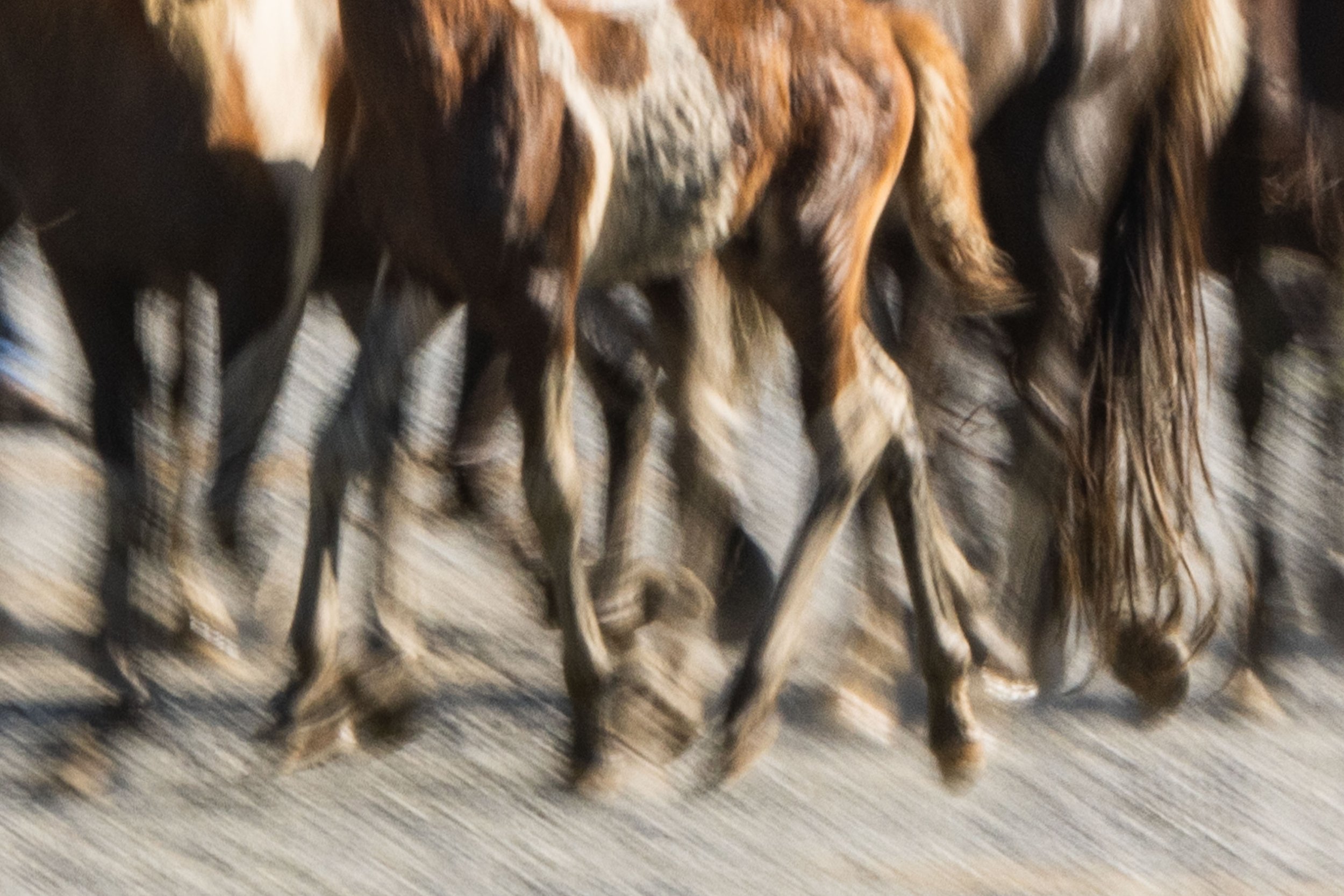  Ponies are rounded up by the Saltwater Cowboys at the Northern Corral, on the north end of Assateague Island, Virginia on Sunday, July 23, 2023, in preparation for the 98th annual Chincoteague Pony Swim. The Northern Herd is the largest herd, with a