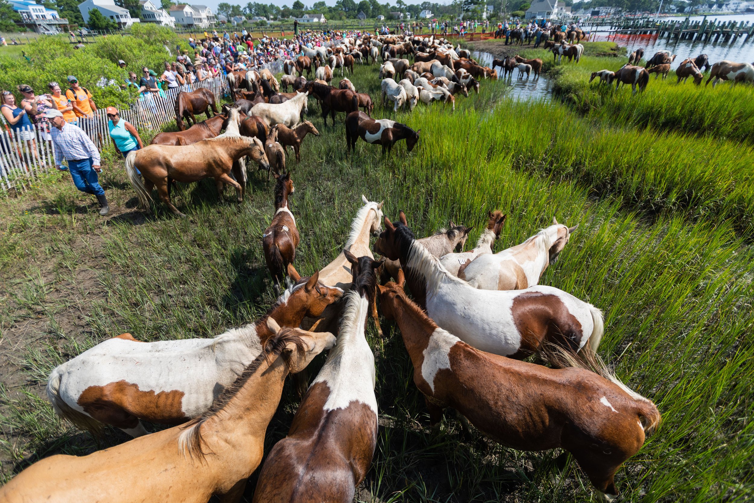  Chincoteague ponies rest after swimming during slack tide from Assateague Island to Chincoteague Island on July 26, 2023, in the 98th annual Chincoteague Pony Swim on the Eastern Shore of Virginia. (Tess Crowley / The Virginian-Pilot) 