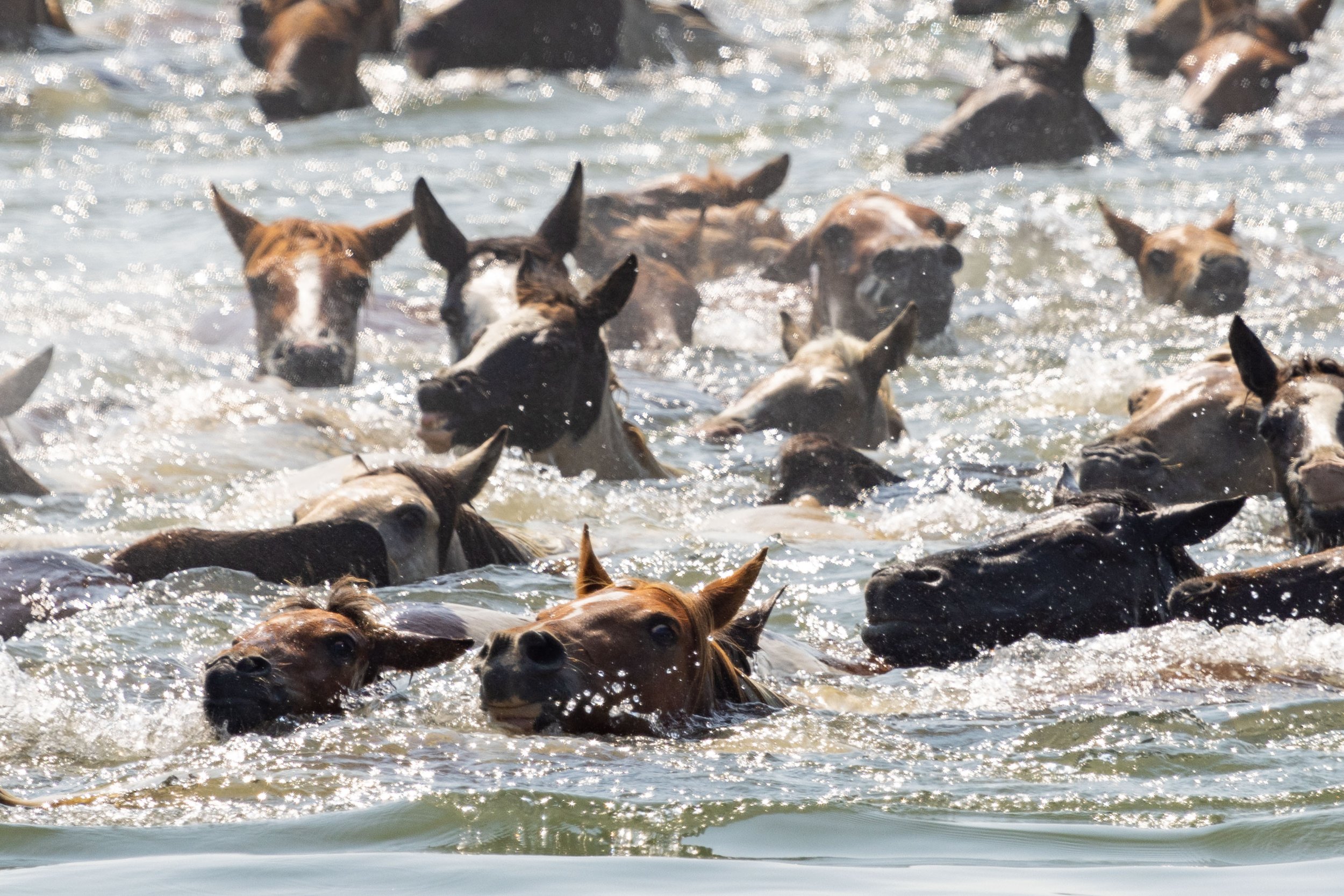  Chincoteague ponies swim at 10:15 a.m. during slack tide from Assateague Island to Chincoteague Island on July 26, 2023, in the 98th annual Chincoteague Pony Swim on the Eastern Shore of Virginia. The swim takes three minutes to complete. (Tess Crow