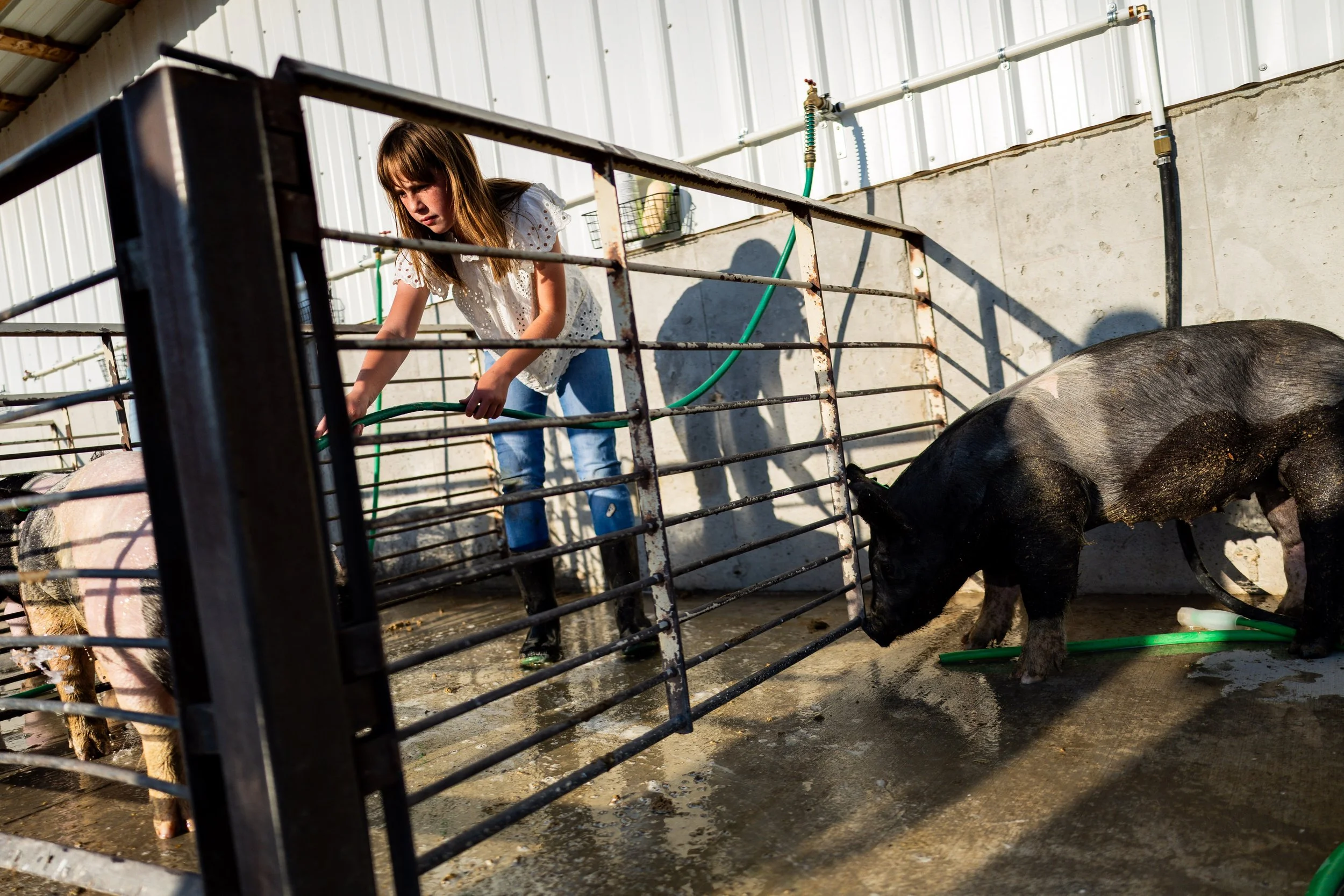  Tinley Rindlisbacher, 11, washes her pig at Payson High School Future Farmers of America (FFA) Chapter’s barn in Santaquin on Wednesday, July 23, 2025, before the upcoming Utah County Fair, where Rindlisbacher will be showing her pig.  