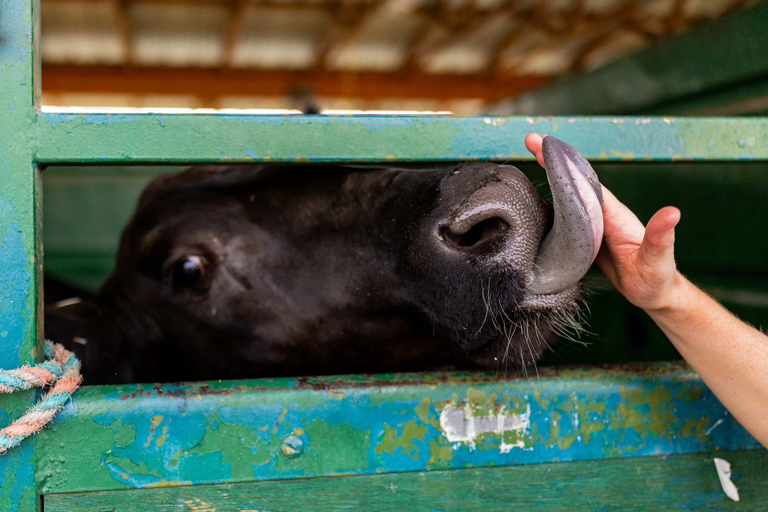  Oaklie Wride, 19, is licked by her cow Cardi B at the Utah County Fair in Spanish Fork on Wednesday, July 30, 2025. 