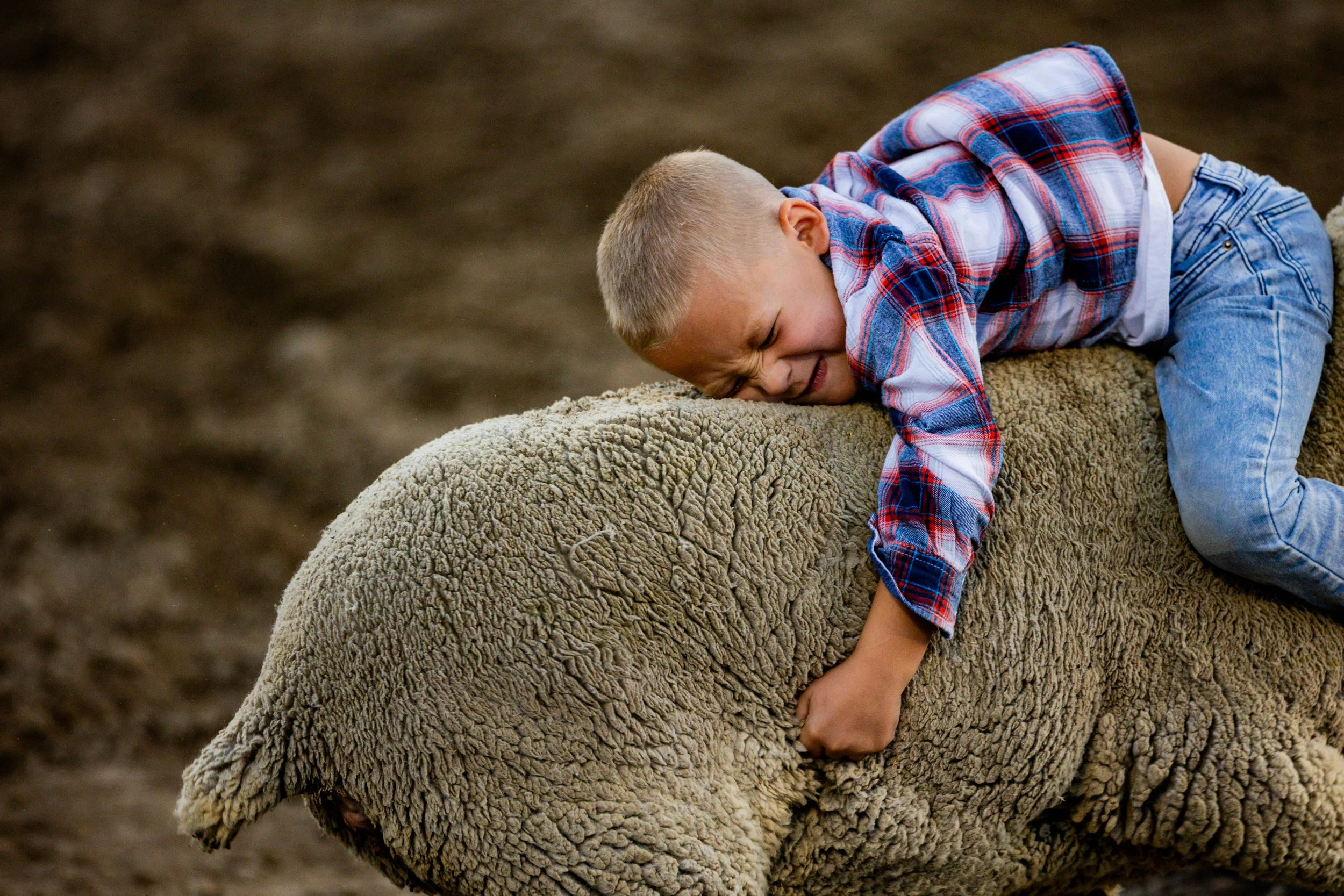  A child rides a sheep during the Mutton busting competition at the Western Night Rodeo at the Utah County Fair in Spanish Fork on Thursday, July 31, 2025. 