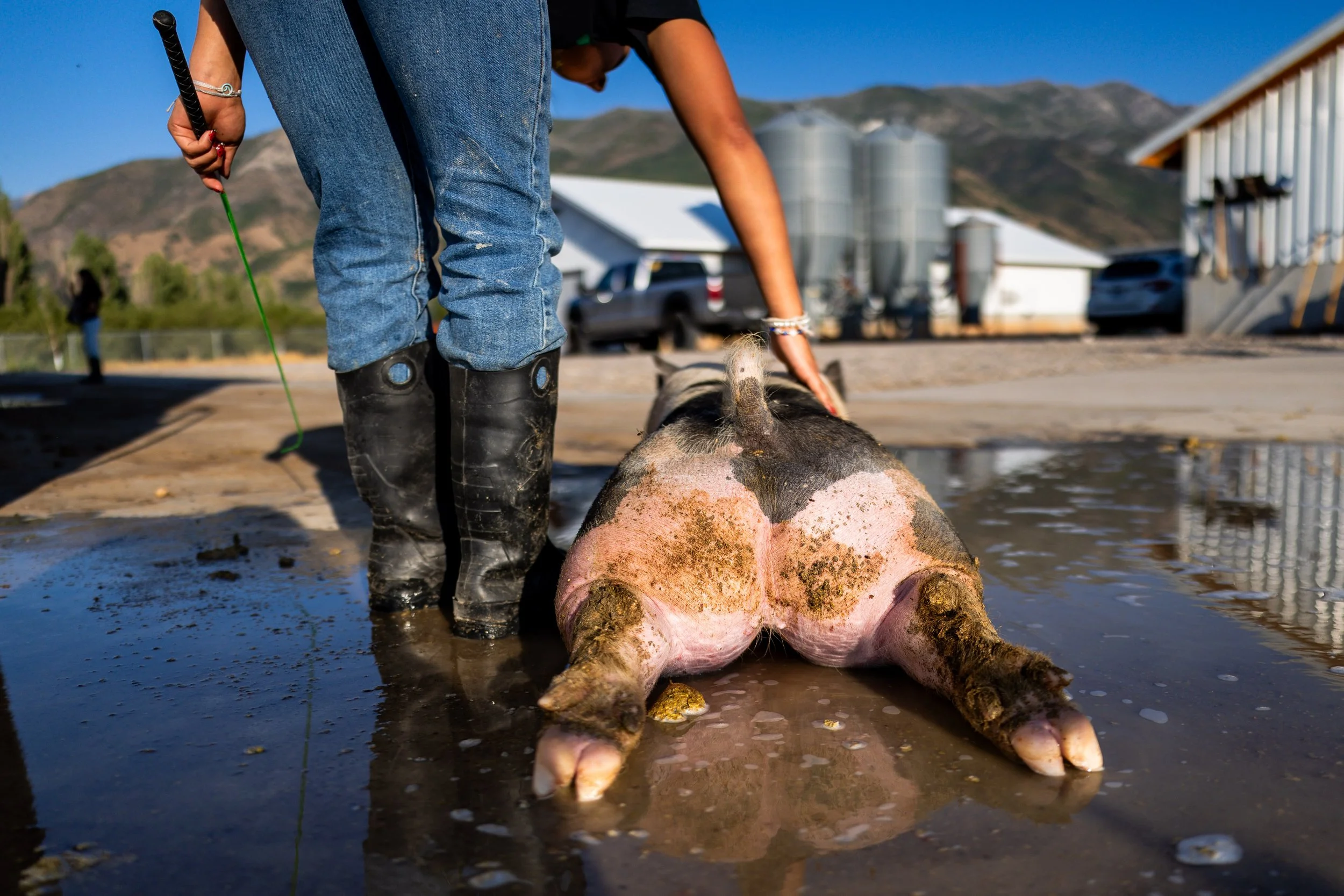  Gabby Lund, 14, a member of Future Farmers of America (FFA), pets her pig at Payson High School FFA Chapter’s barn in Santaquin on Wednesday, July 23, 2025, before the upcoming Utah County Fair, where Lund will be showing her pig.  