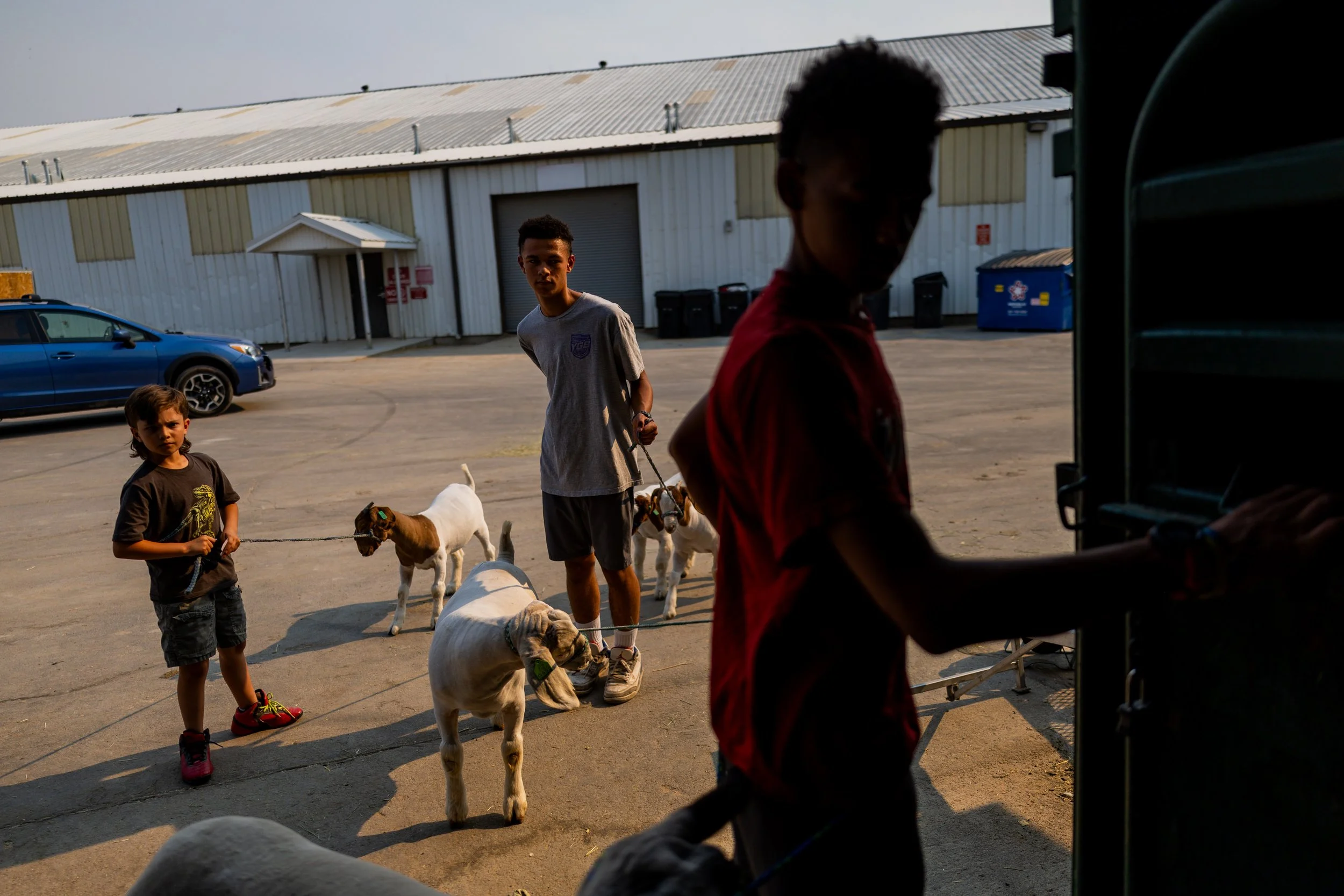  Cohen Hooper, 9, left, Jonah Hooper, 14, center, and Daven Hooper, 13, right, bring their goats and lambs into the barn at the Utah County Fair in Spanish Fork on Wednesday, July 30, 2025, after weighing in their animals. 