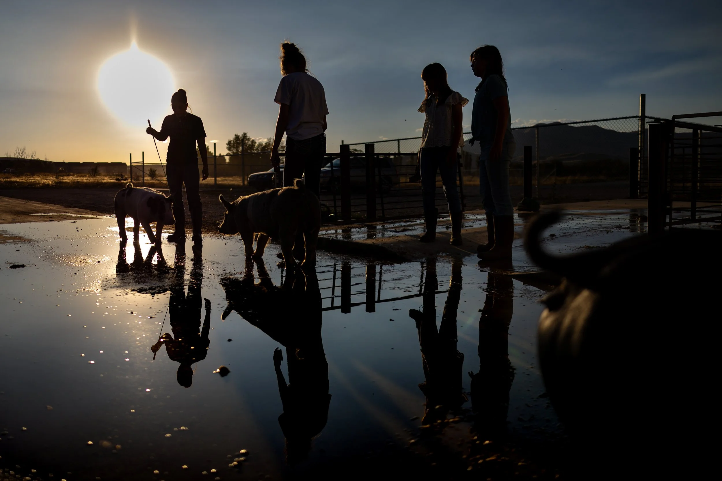  Gabby Lund, 14, Paisley Terry, 16, Tinley Rindlisbacher, 11, and Hayley Rindlisbacher, 10, from left, train their pigs at Payson High School Future Farmers of America (FFA) Chapter’s barn in Santaquin on Wednesday, July 23, 2025, before the upcoming