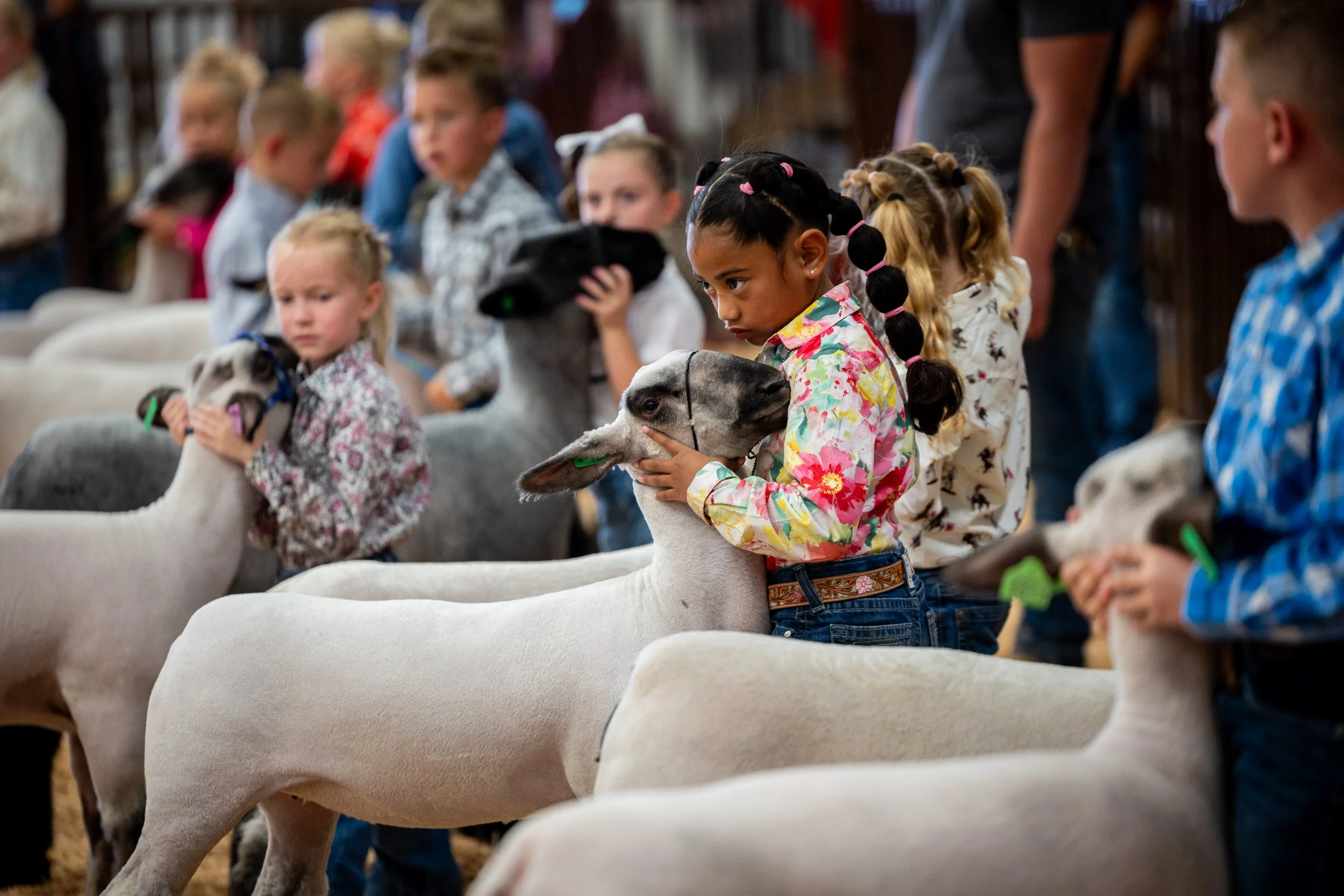  Tylee Johnson, 6, center, competes in the Peewee Lamb Showmanship at the Utah County Fair in Spanish Fork on Saturday, August 2, 2025. Johnson won Grand Champion Peewee Showman and Reserve Grand Champion Lightweight Market Lamb.  