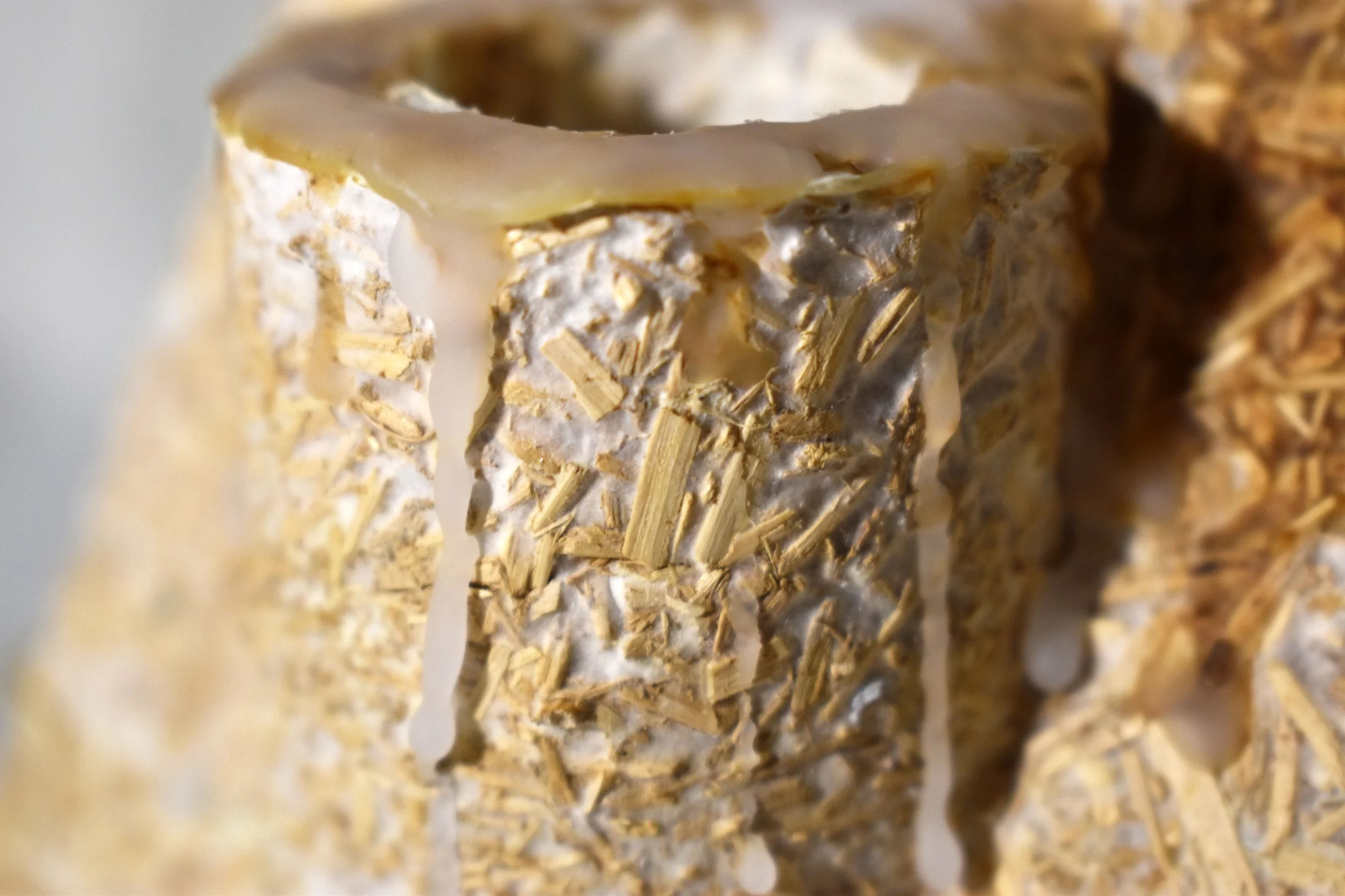 mycelium39.JPG