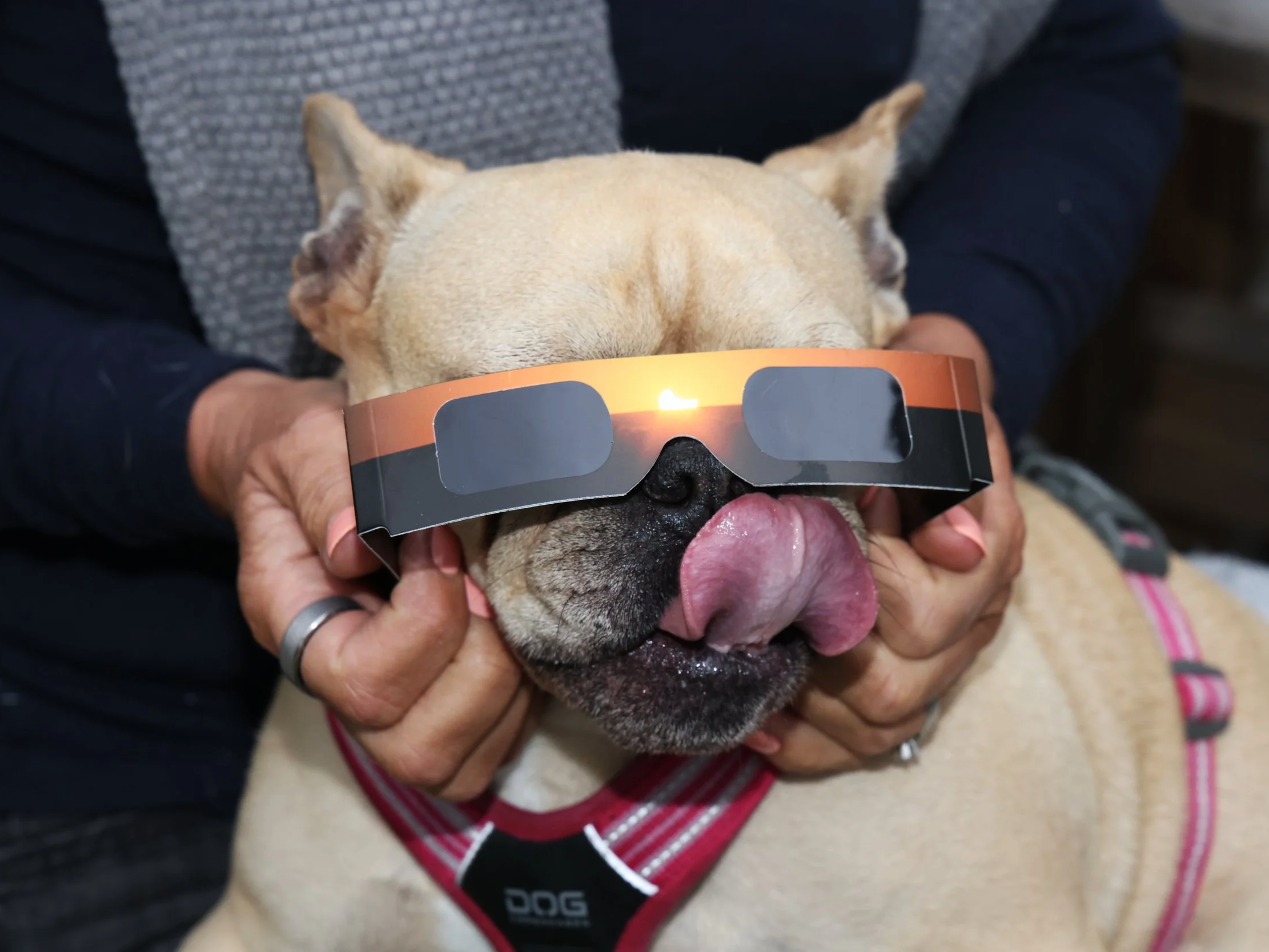 Alfa looks for the partial solar eclipse, that was fully obscured by clouds.