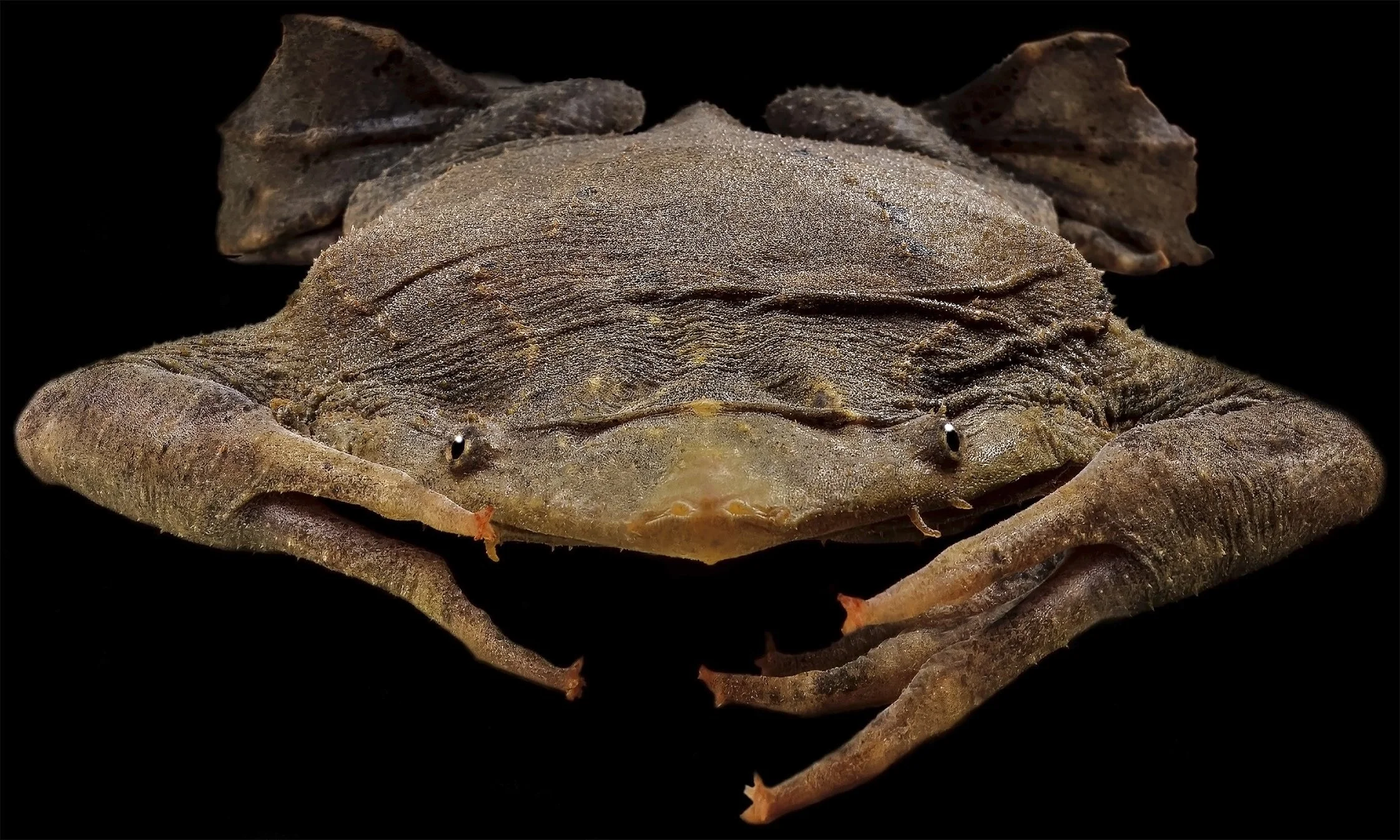 Suriname Toads and Matamata Turtles on the Upper Amazon. William Lamar on  Pipa species, Chelus fimbriata, and Chelus orinocencis. — Exotica Esoterica, image size:2242x1346