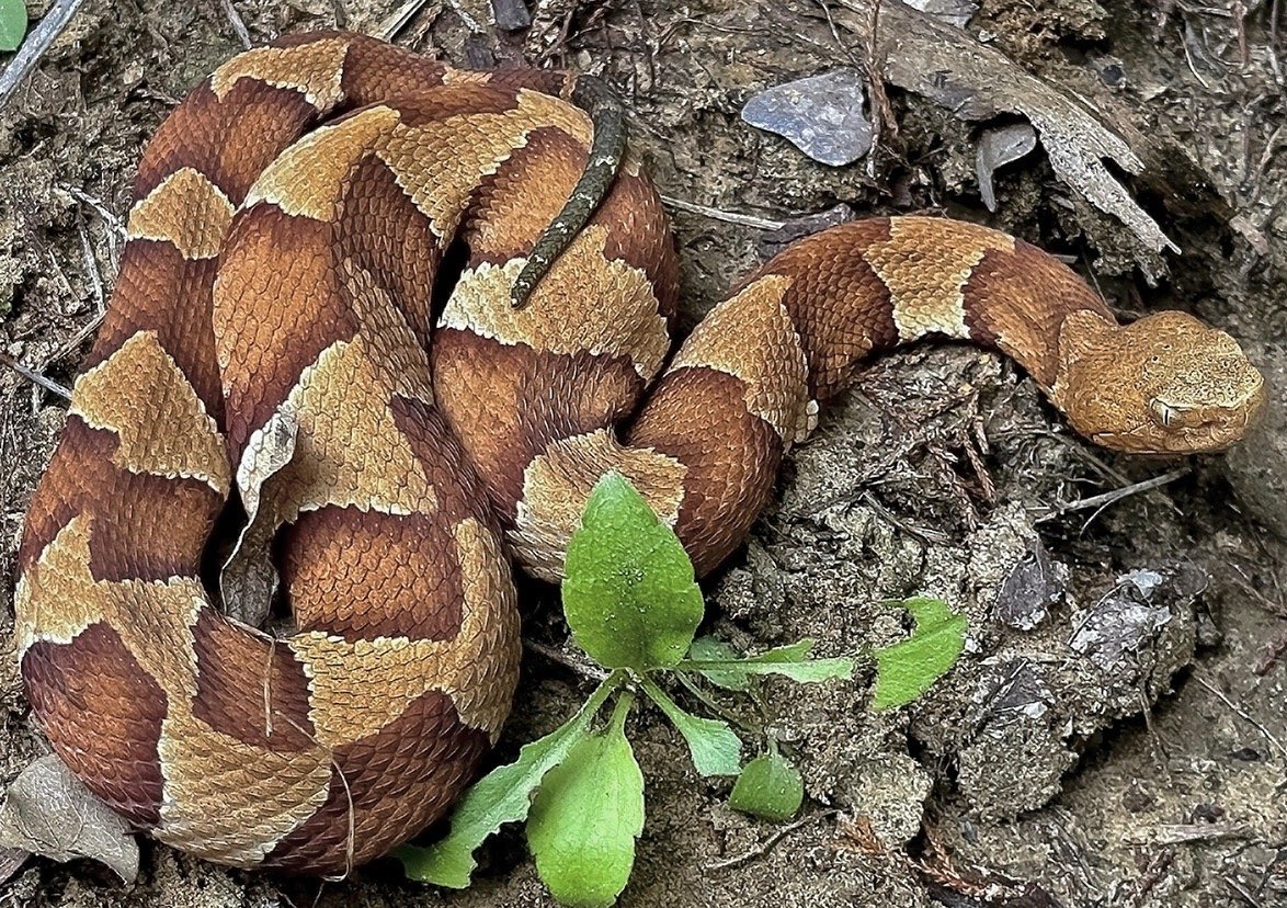 Southern and broad banded copperheads Exotica Esoterica