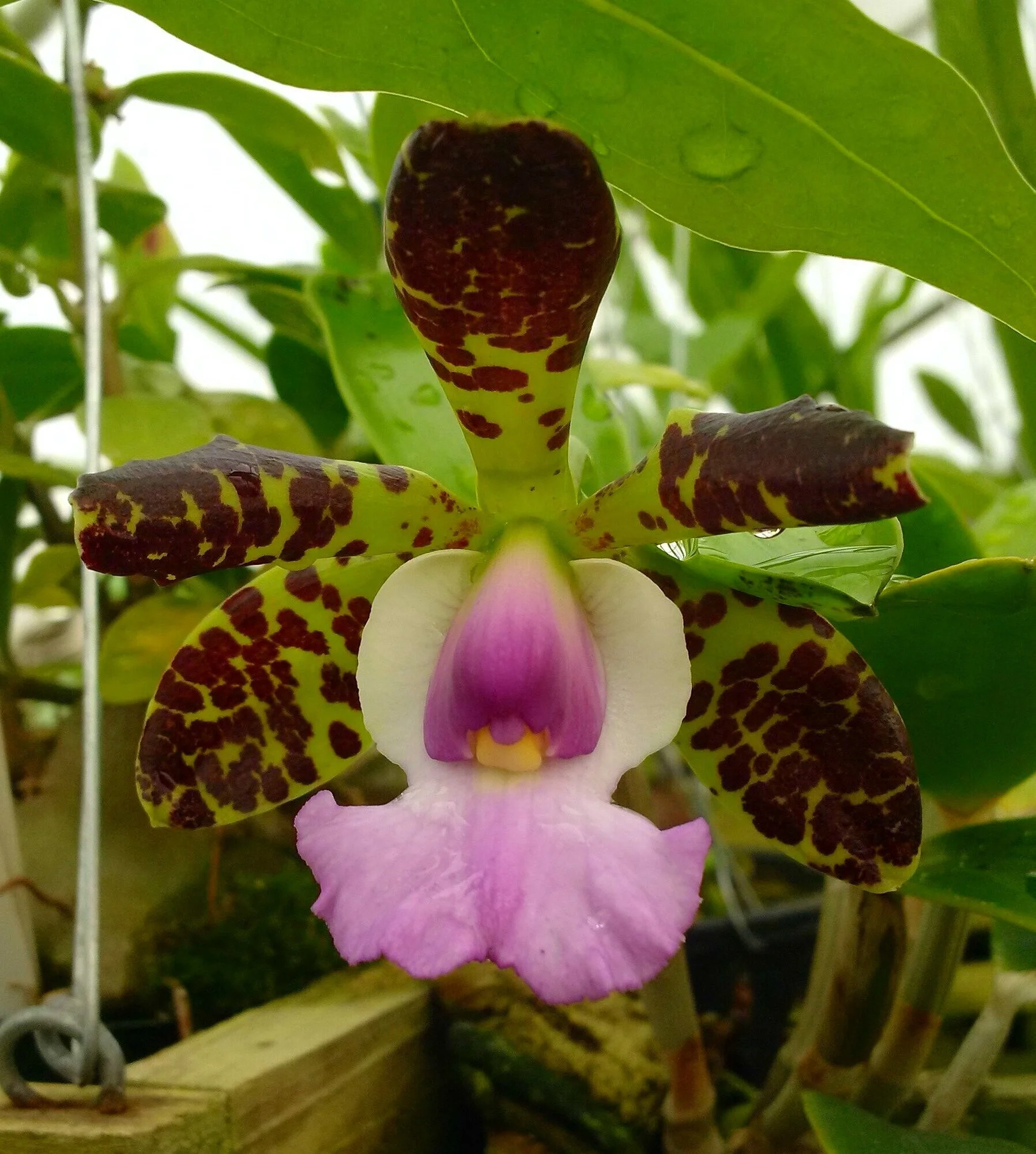 Cattleya aclandiae - The Leopard Print Boss o' Bossa Nova