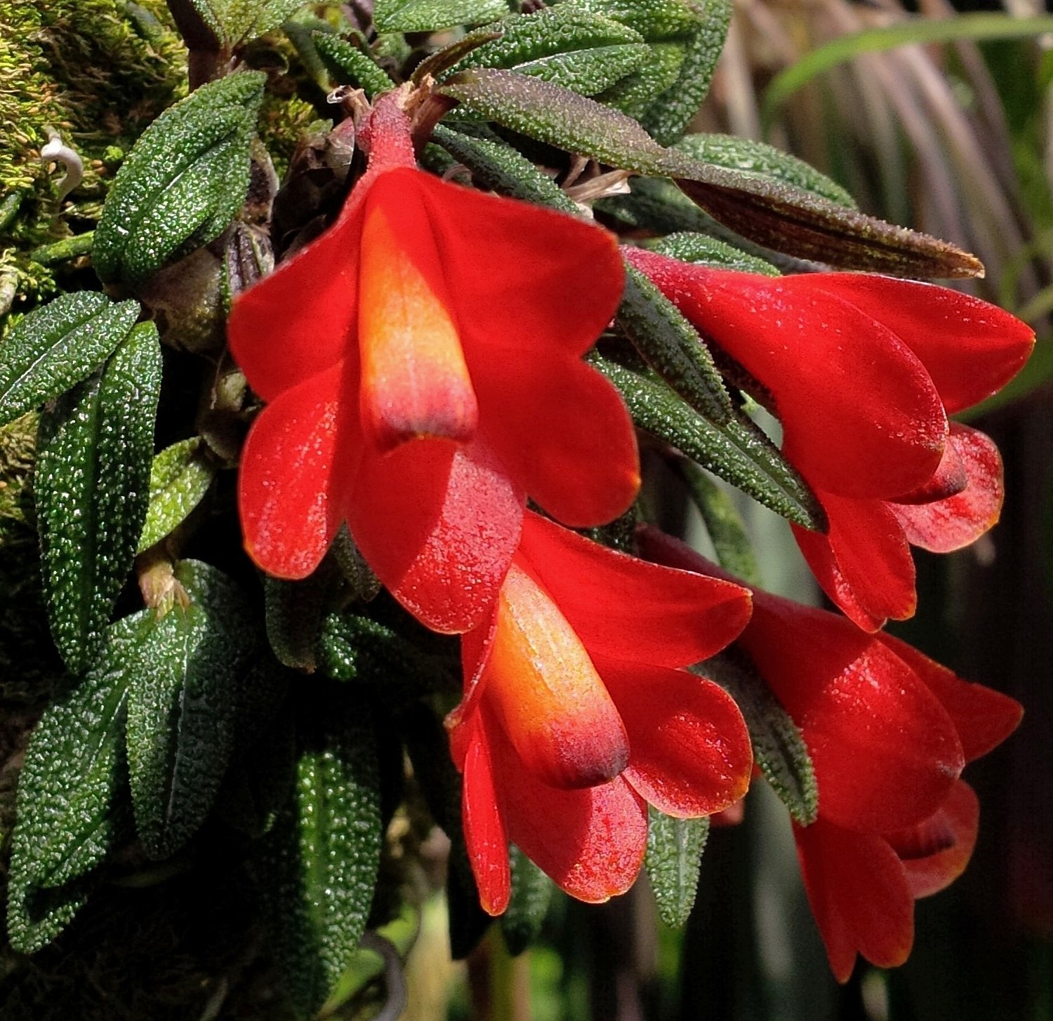 Dendrobium cuthbertsonii Uluwehi.jpg