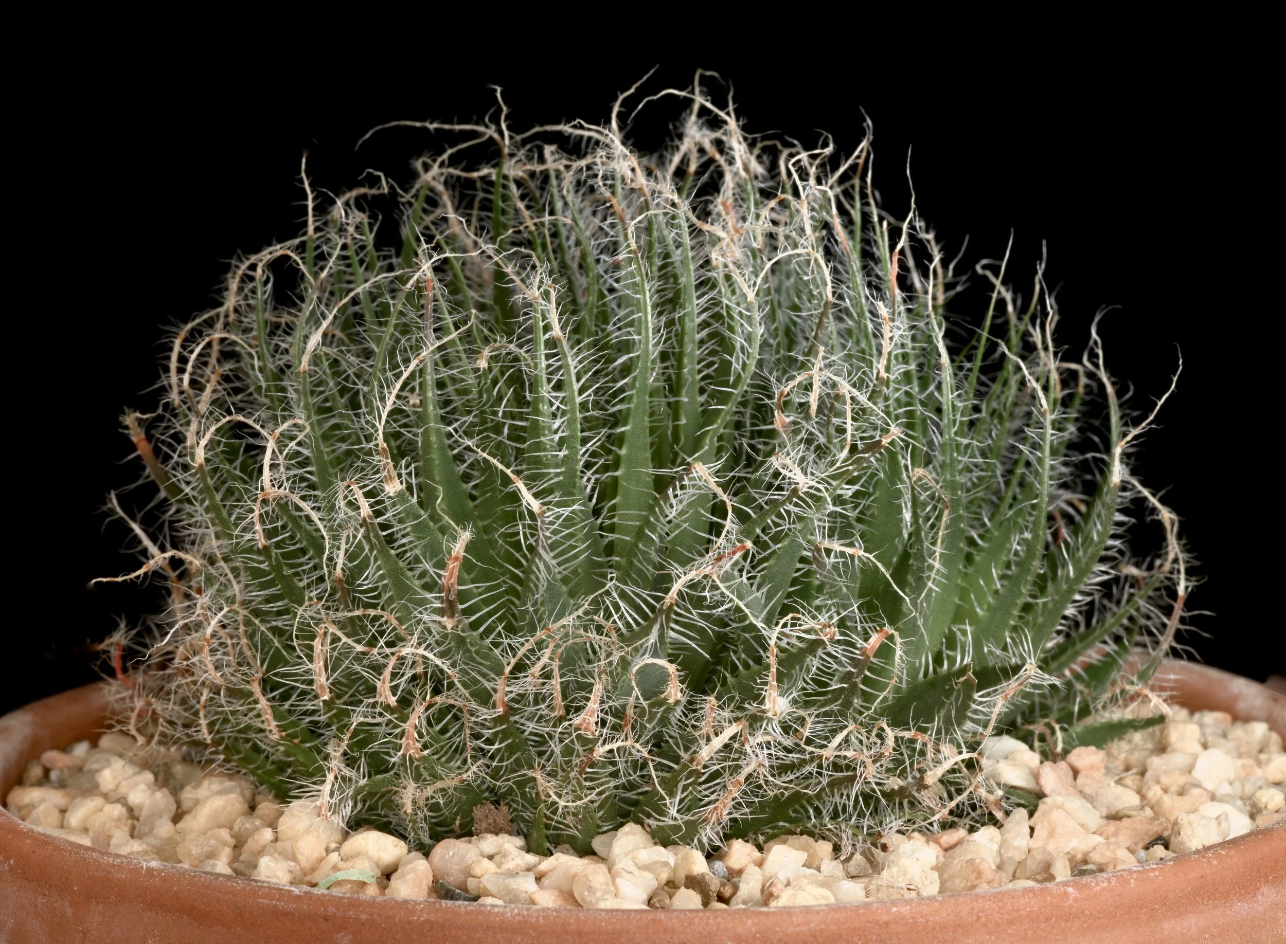 Spider-nest Haworthia species in nature and cultivation.  Exotica Esoterica