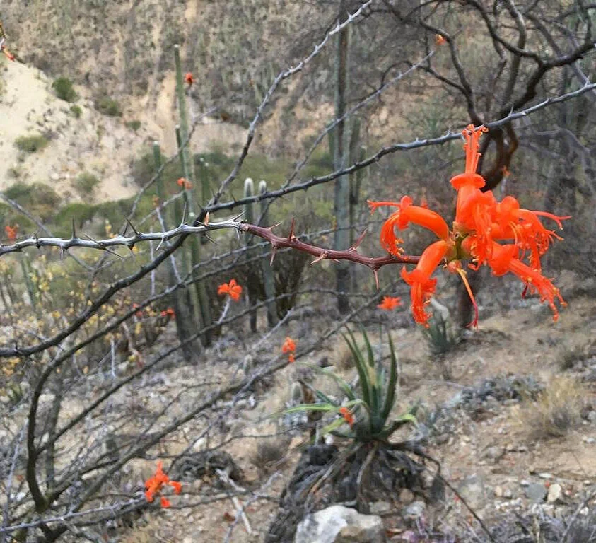 10 Semillas De Fouquieria Columnaris (Boojum, Cirio) - Suculenta Columnar Con Floración