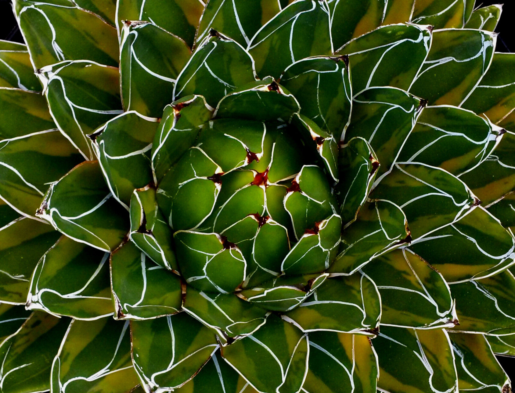 The White-striped Agaves: A Gallery of Desert Dazzle — Exotica