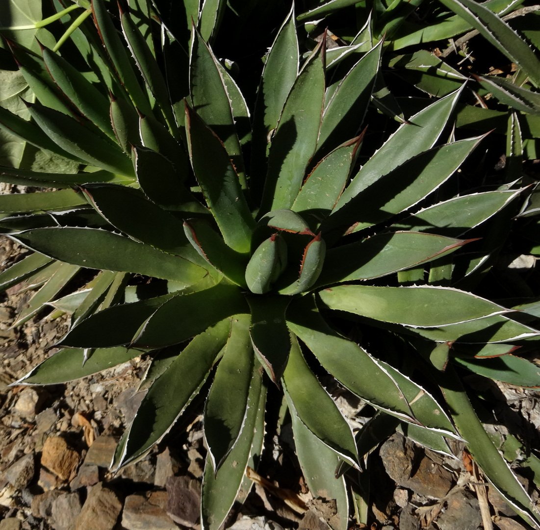 The White-striped Agaves: A Gallery of Desert Dazzle — Exotica Esoterica