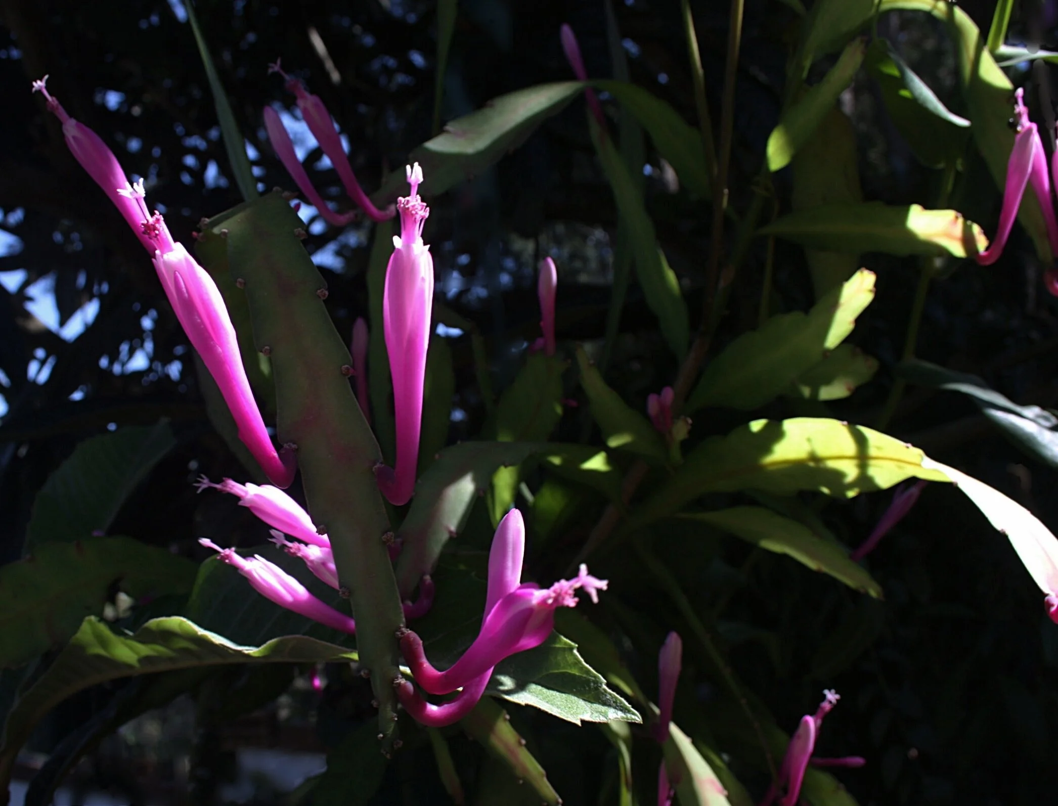 dracaena dorado Dracaena Dorado (6 Inch) – Westbrae Nursery