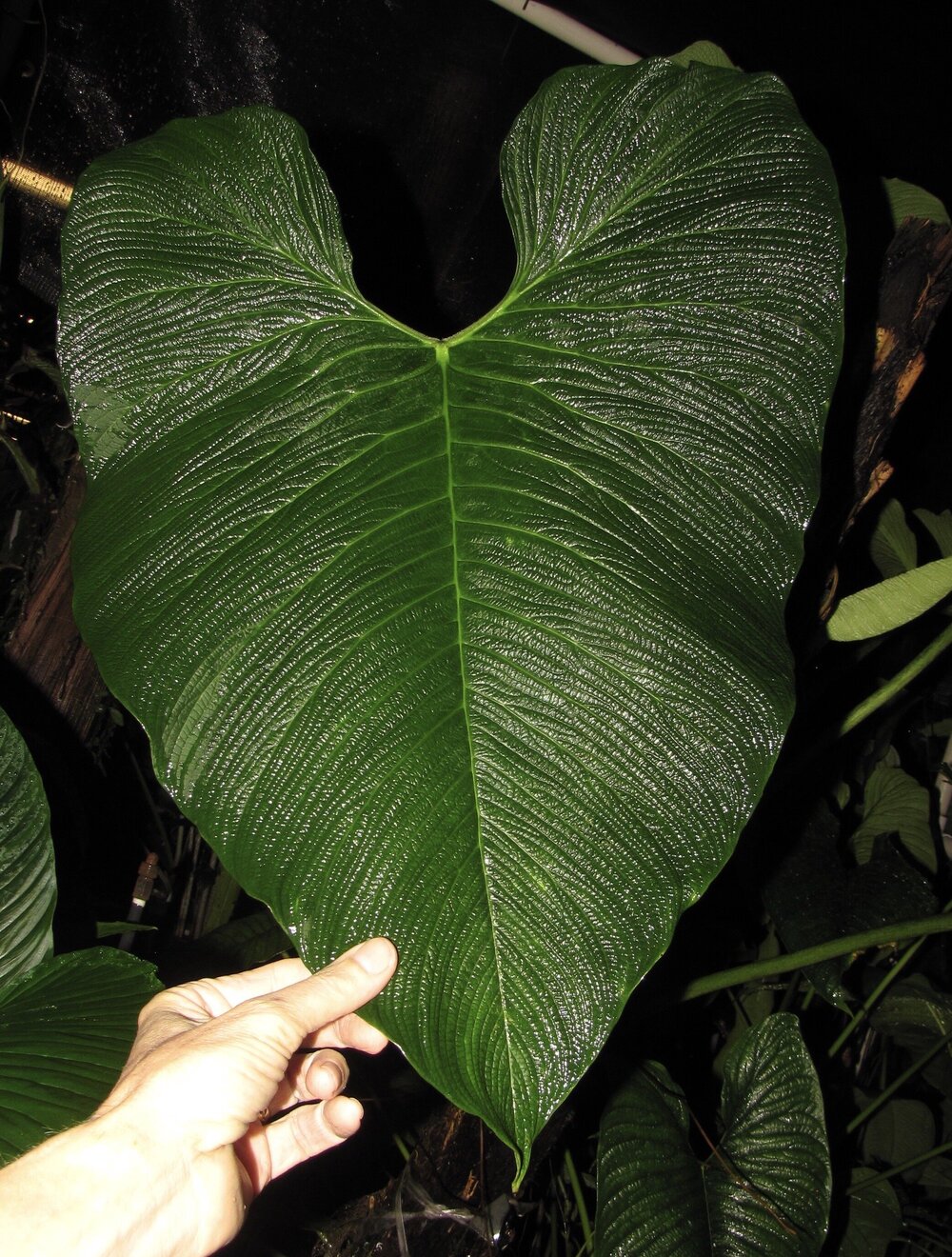 Youngleaf Com - Jay Vannini on velute and satin-leafed Philodendron species in nature and  cultivation with notes on care in home and greenhouse. â€” Exotica Esoterica