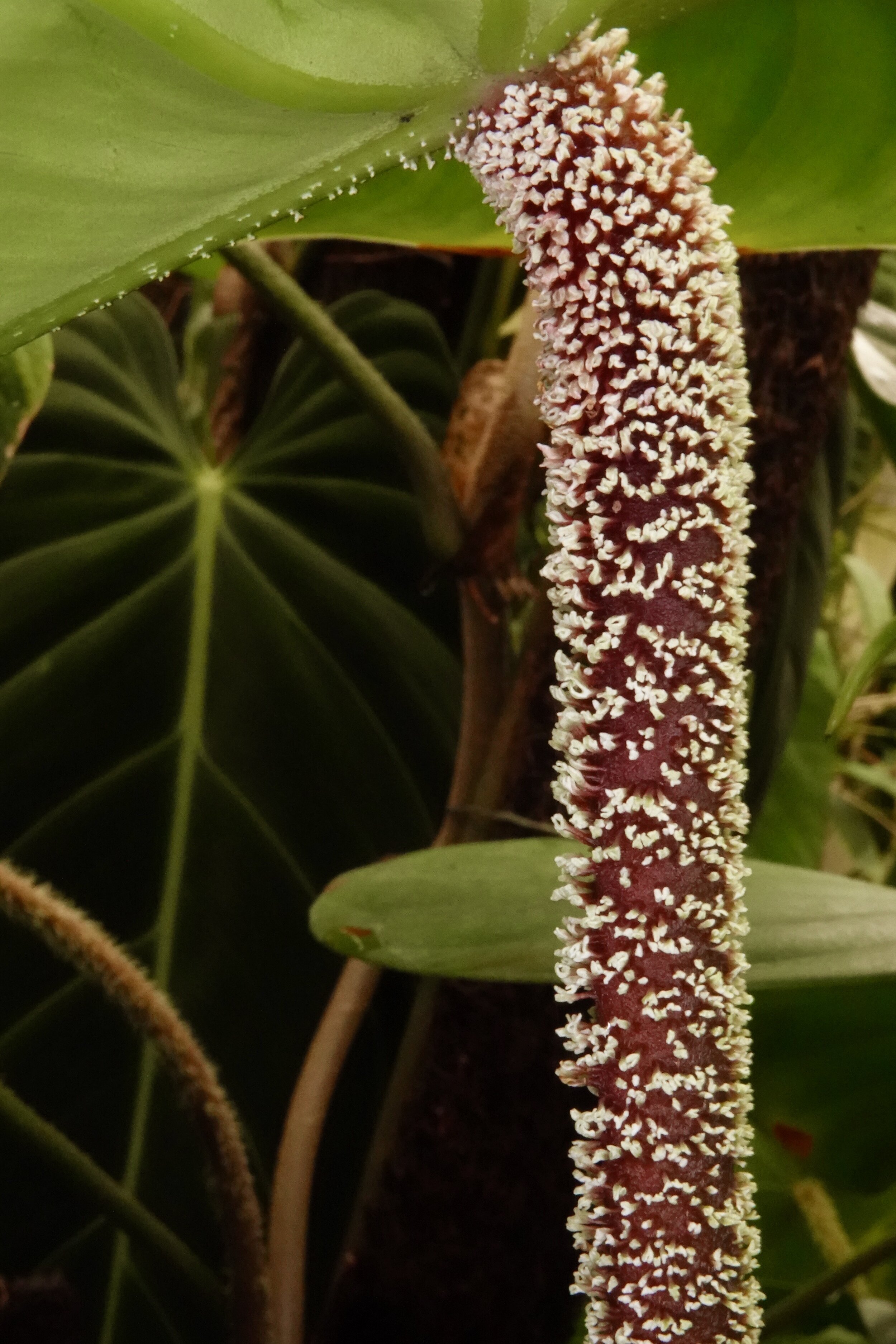 swiss cheese plant near me Monstera adansonii (Adanson's Swiss Cheese Plant) – Verdant Yakima main image 1