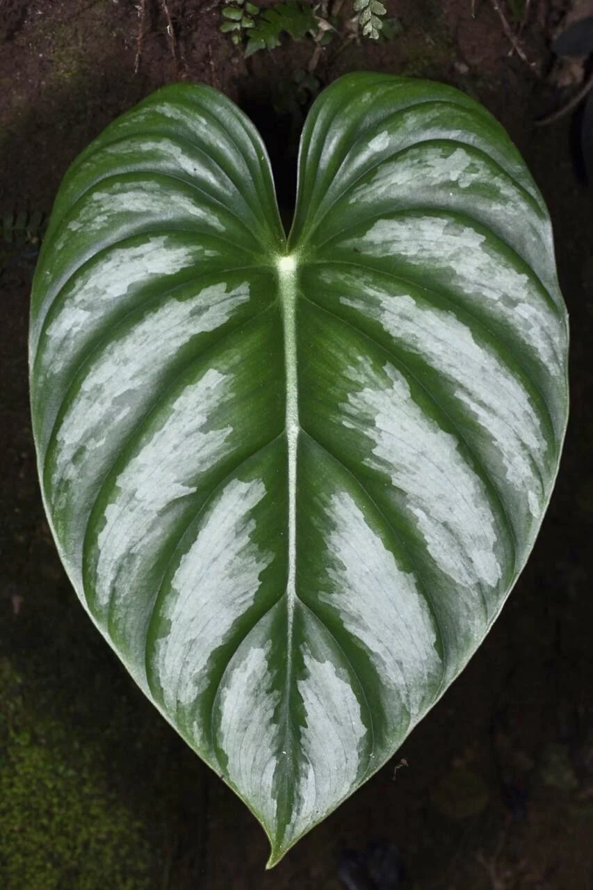 Jay Vannini on velute and satin-leafed Philodendron species in nature and  cultivation with notes on care in home and greenhouse.  Exotica Esoterica
