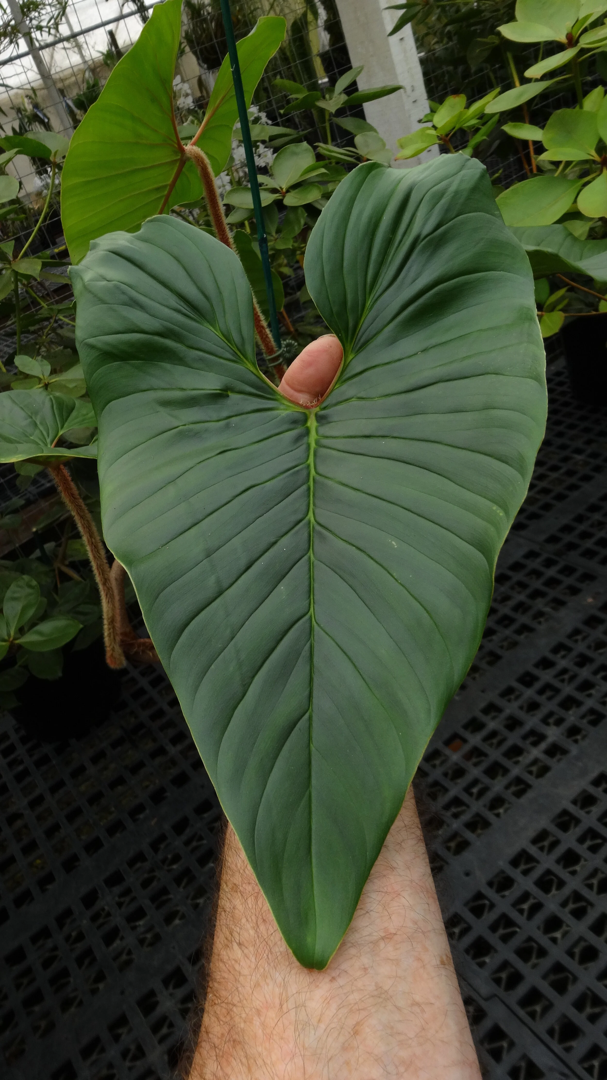 Jay Vannini on velute and satin-leafed Philodendron species in nature and  cultivation with notes on care in home and greenhouse.  Exotica Esoterica