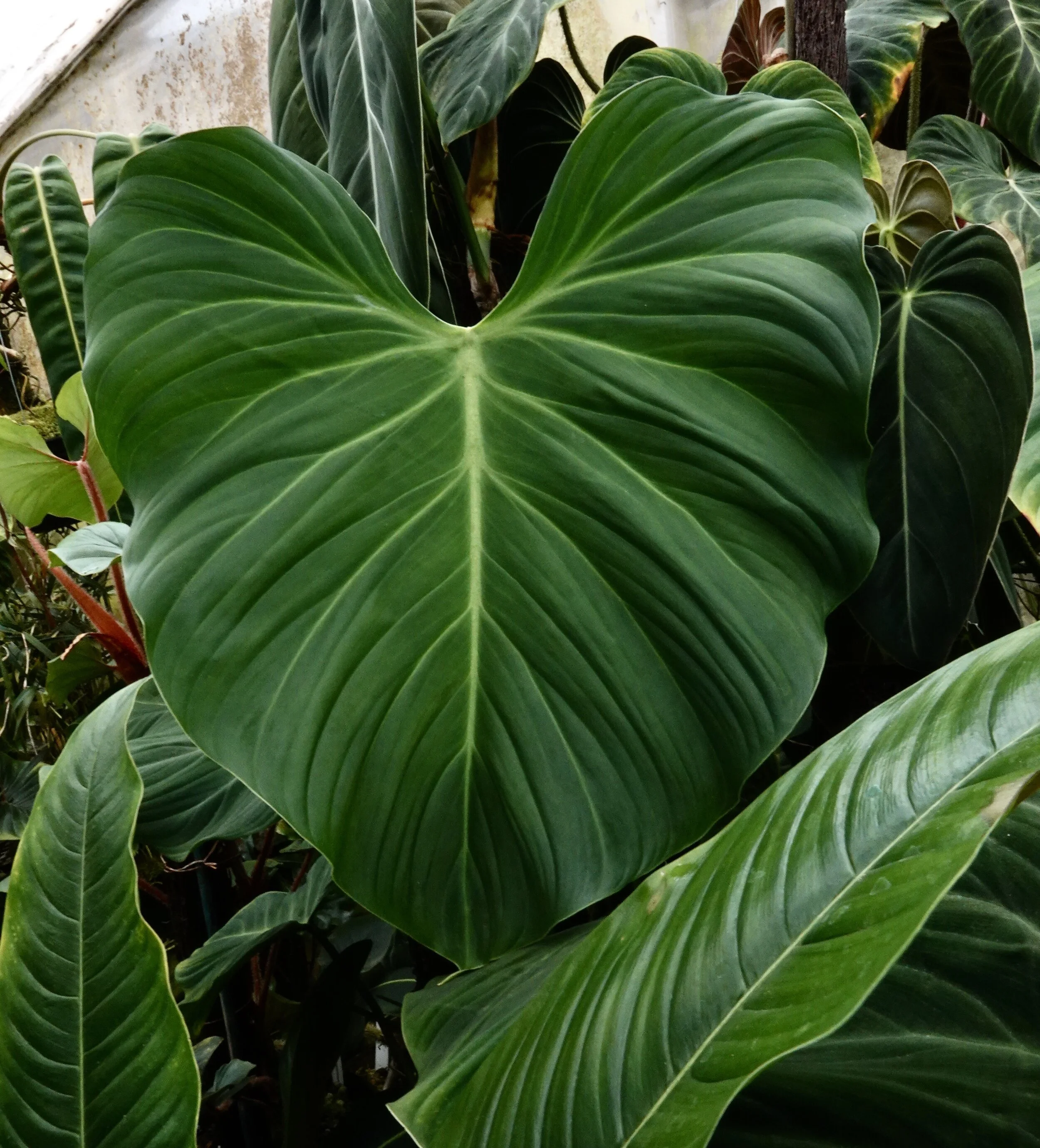 Jay Vannini on velute and satin-leafed Philodendron species in nature and  cultivation with notes on care in home and greenhouse.  Exotica Esoterica