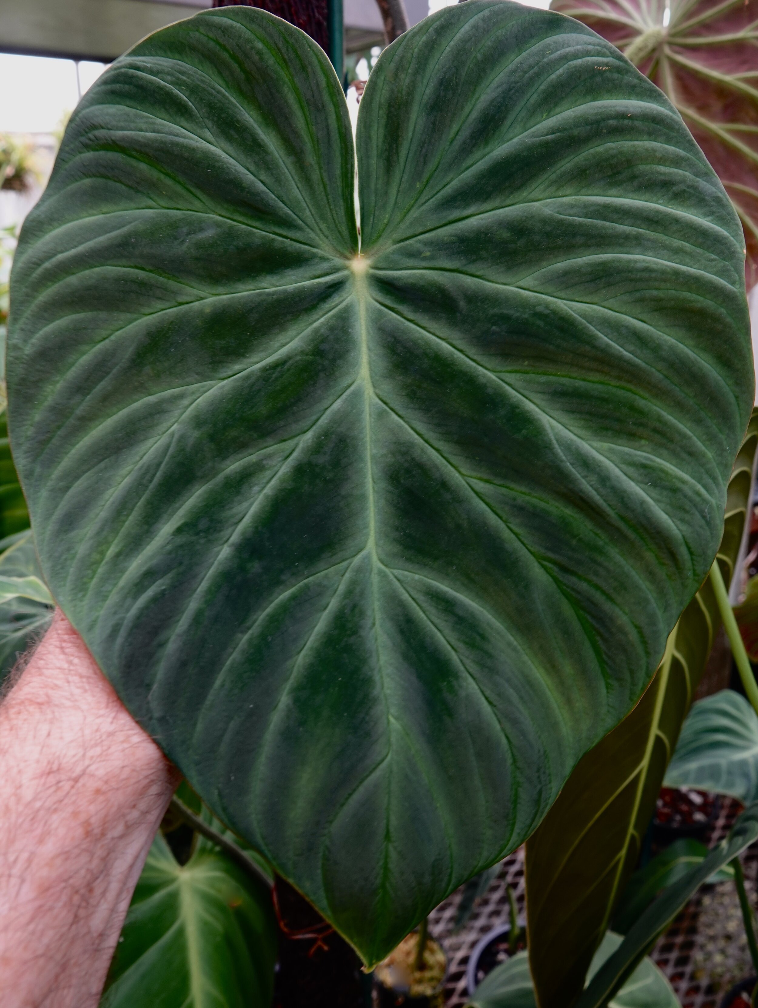 Jay Vannini on velute and satin-leafed Philodendron species in nature and  cultivation with notes on care in home and greenhouse.  Exotica Esoterica