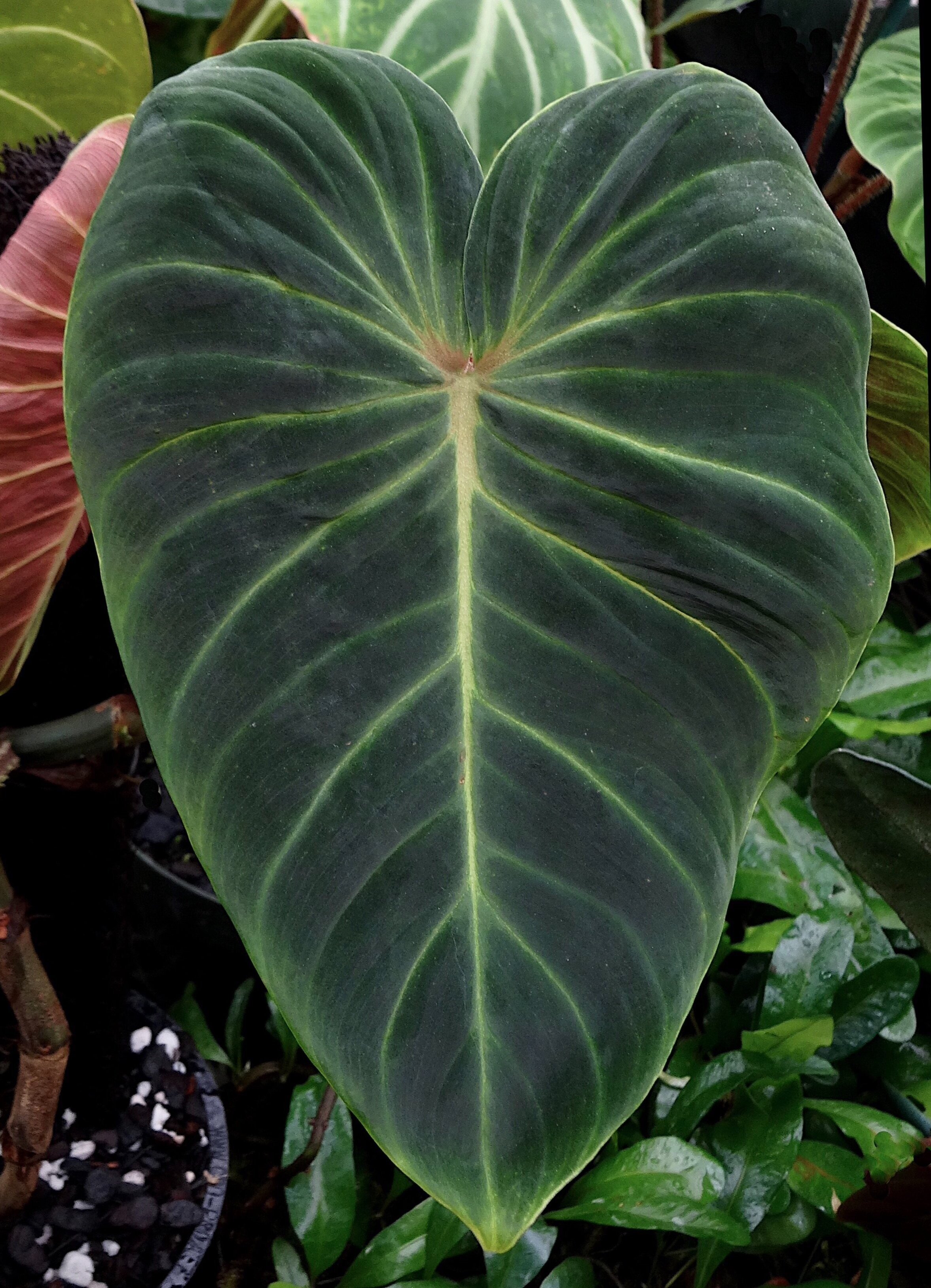 Philodendron%2Bverrucosum%2BRed%2BBack%2BII.jpg