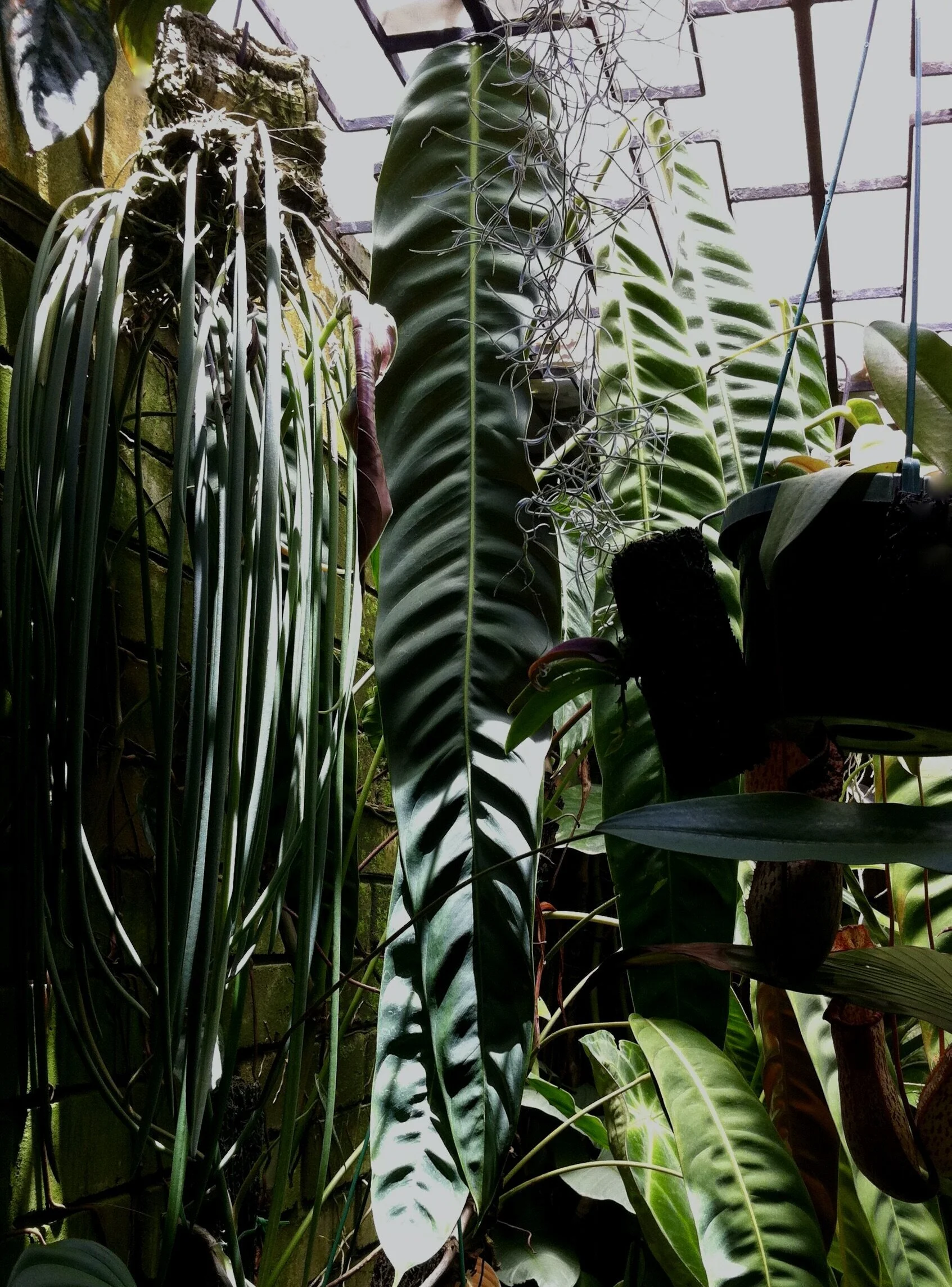 snake.plant Snake Plant 'Zeylanica' 4