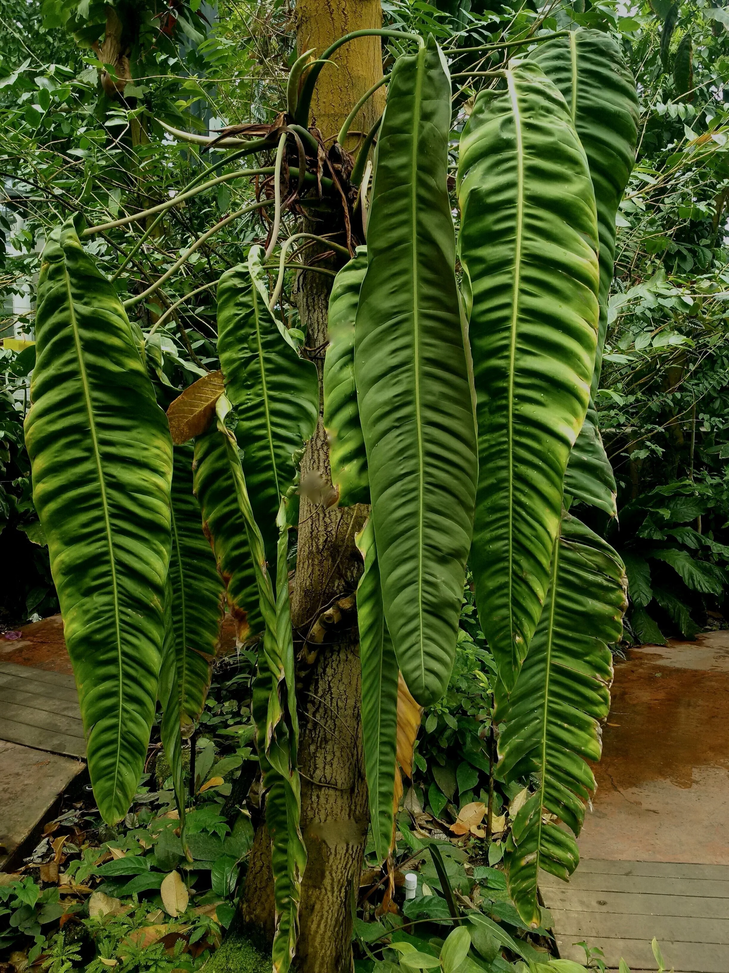 Jay Vannini on Philodendron patriciae and related species in nature and  cultivation.  Exotica Esoterica