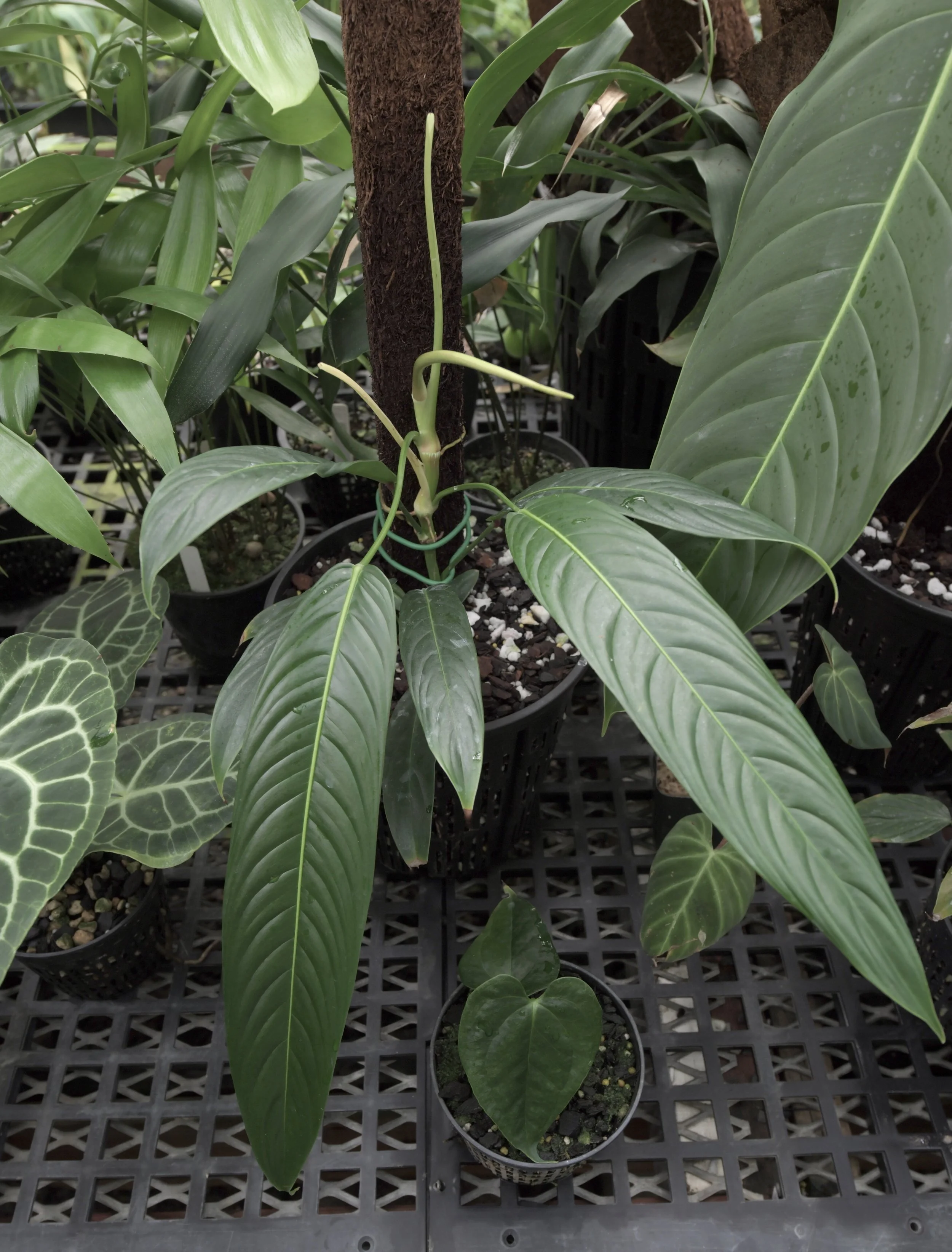 Jay Vannini on Philodendron patriciae and related species in nature and  cultivation.  Exotica Esoterica