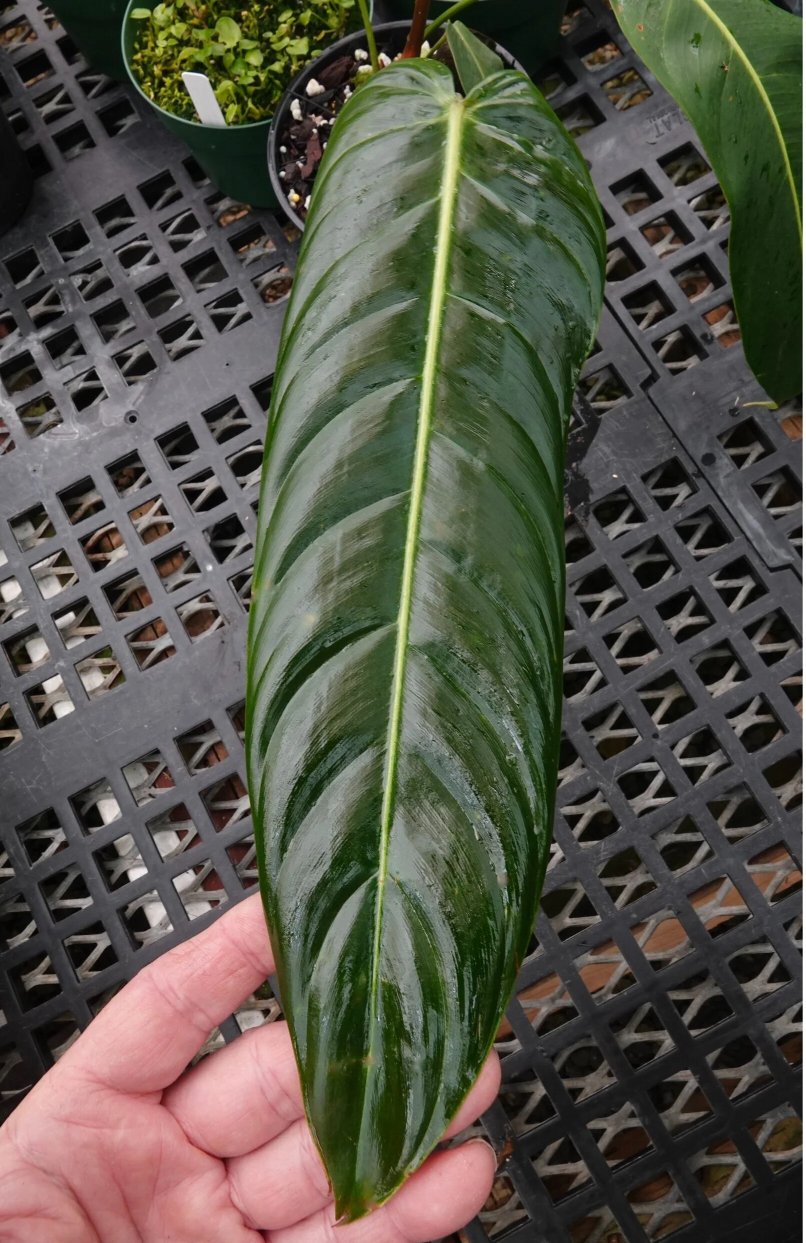 white wizard philodendron Philodendron 'White Wizard' 4