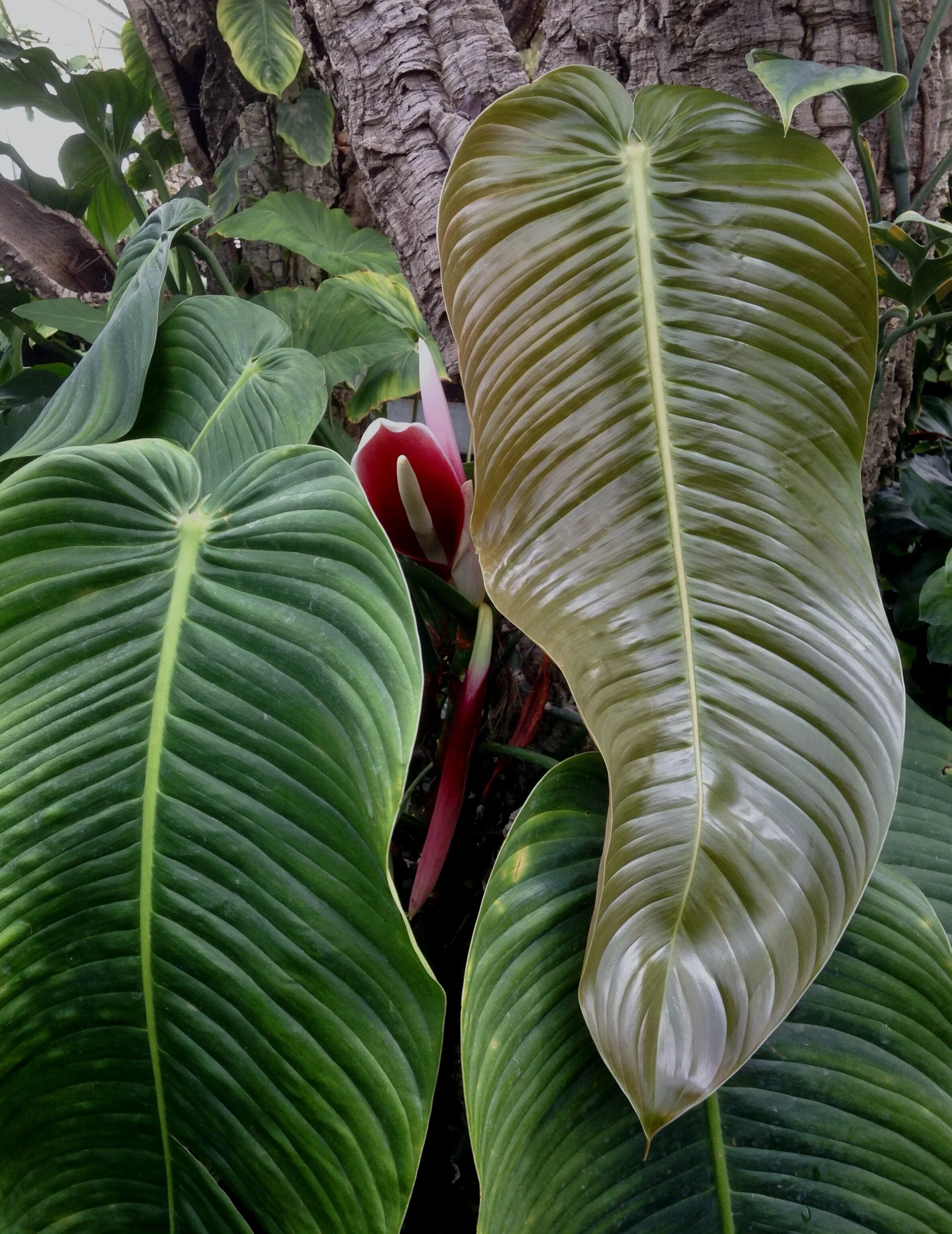 Jay Vannini on Philodendron patriciae and related species in