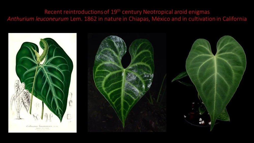 anthurium sp napo Anthurium sp. Napo – Ormbunker main image 1