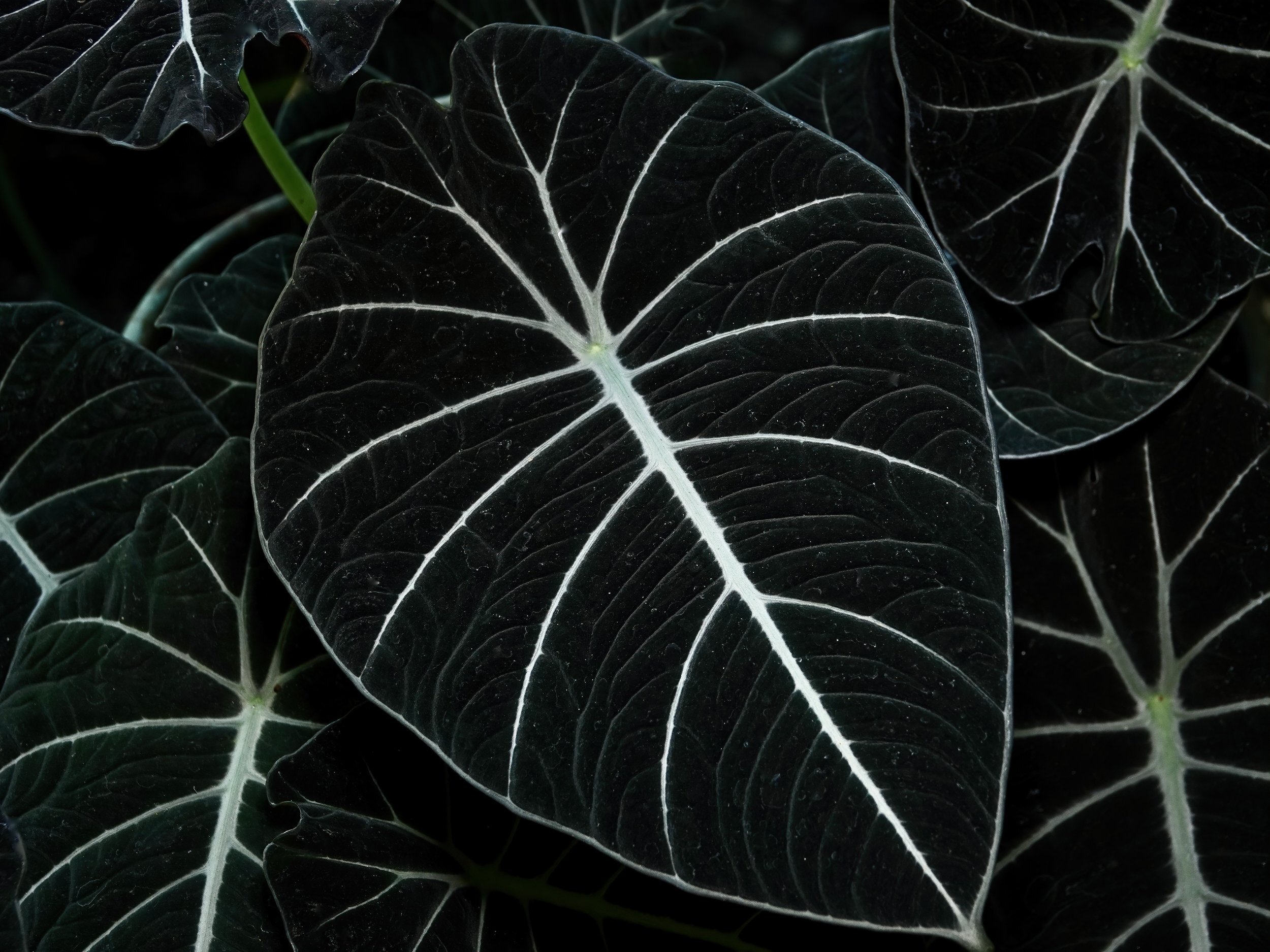 Youngleaf Com - Velvet leaf anthuriums in cultivation by Jay Vannini â€” Exotica Esoterica
