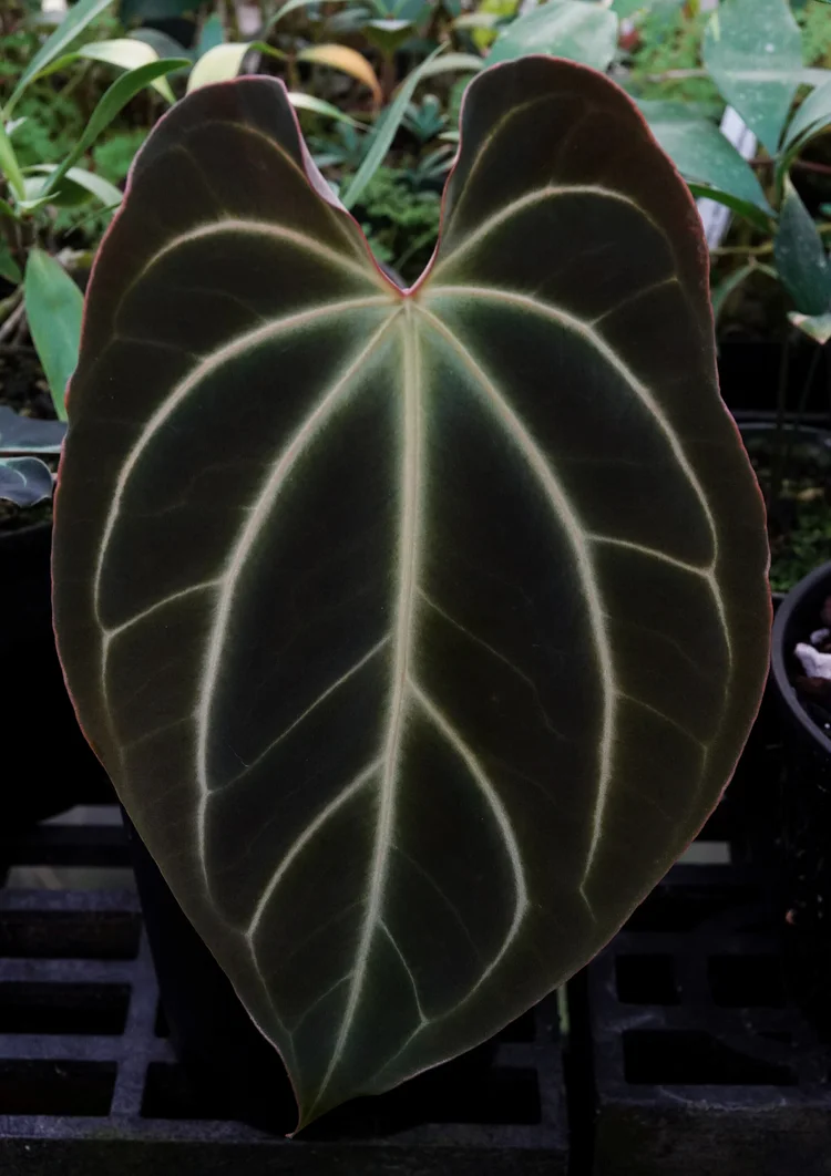 anthurium hookeri pink Buy Anthurium Renaissance Variegated