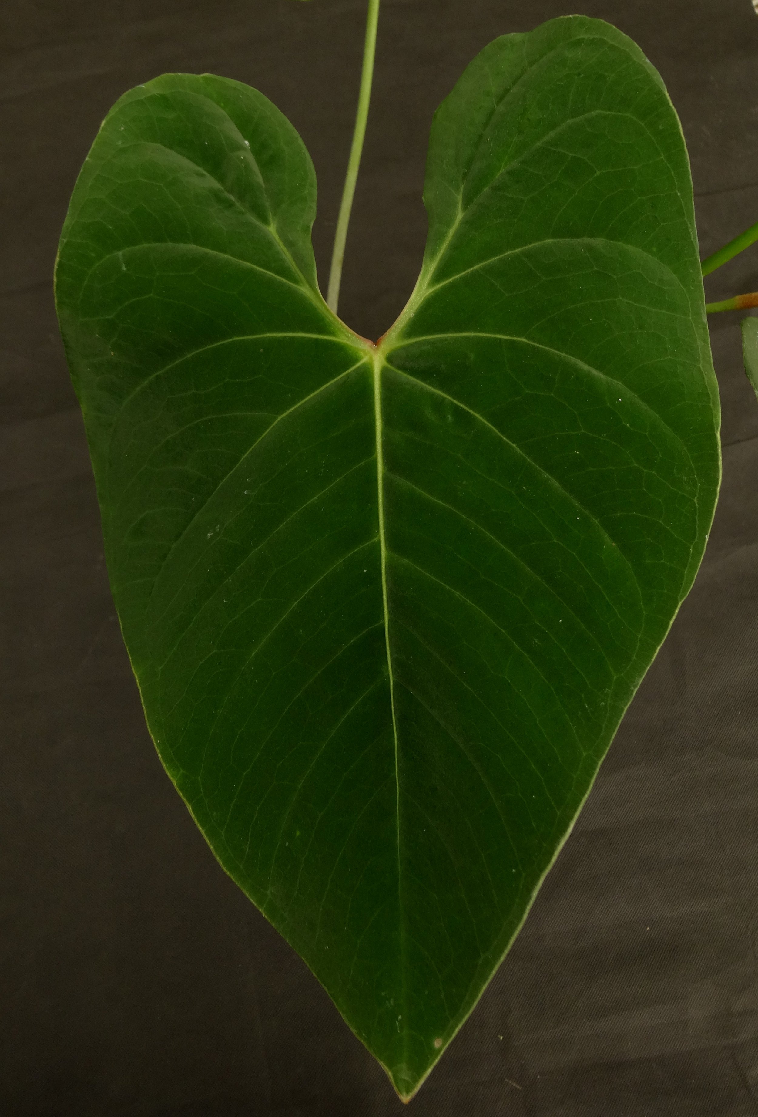 Anthurium sp. Velvet Peru.JPG