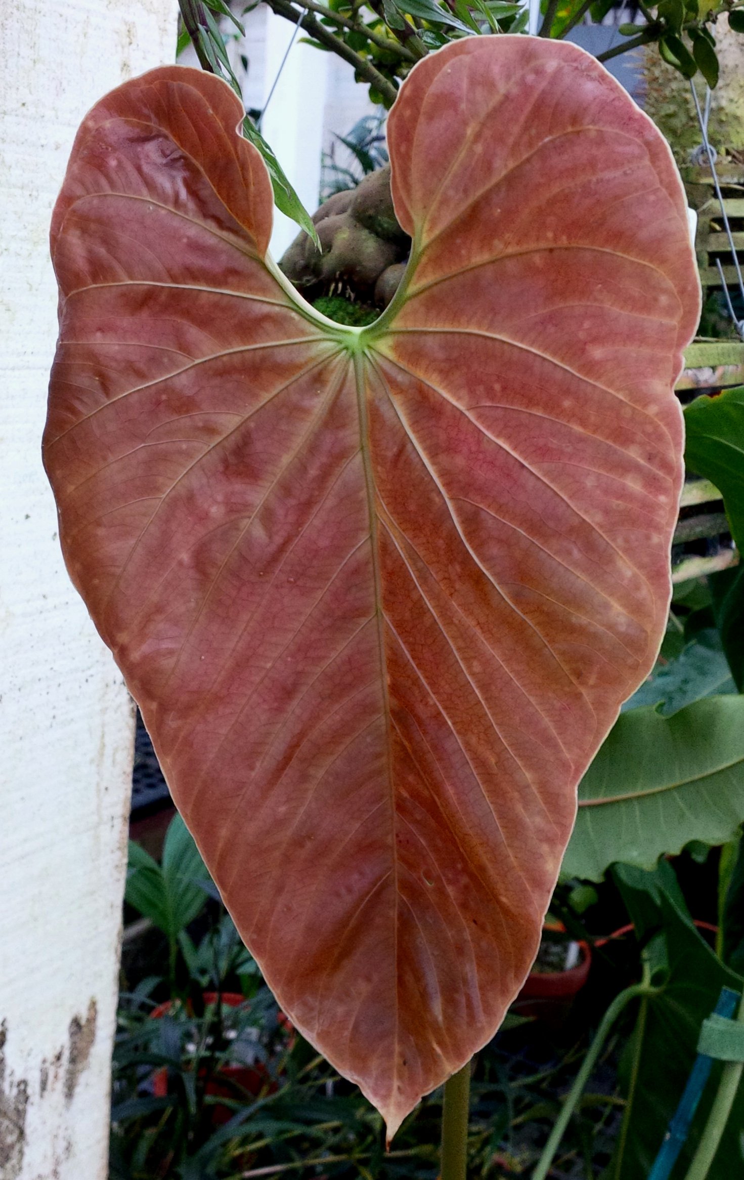 Anthurium triciafrankiae new leaf 2014.jpg