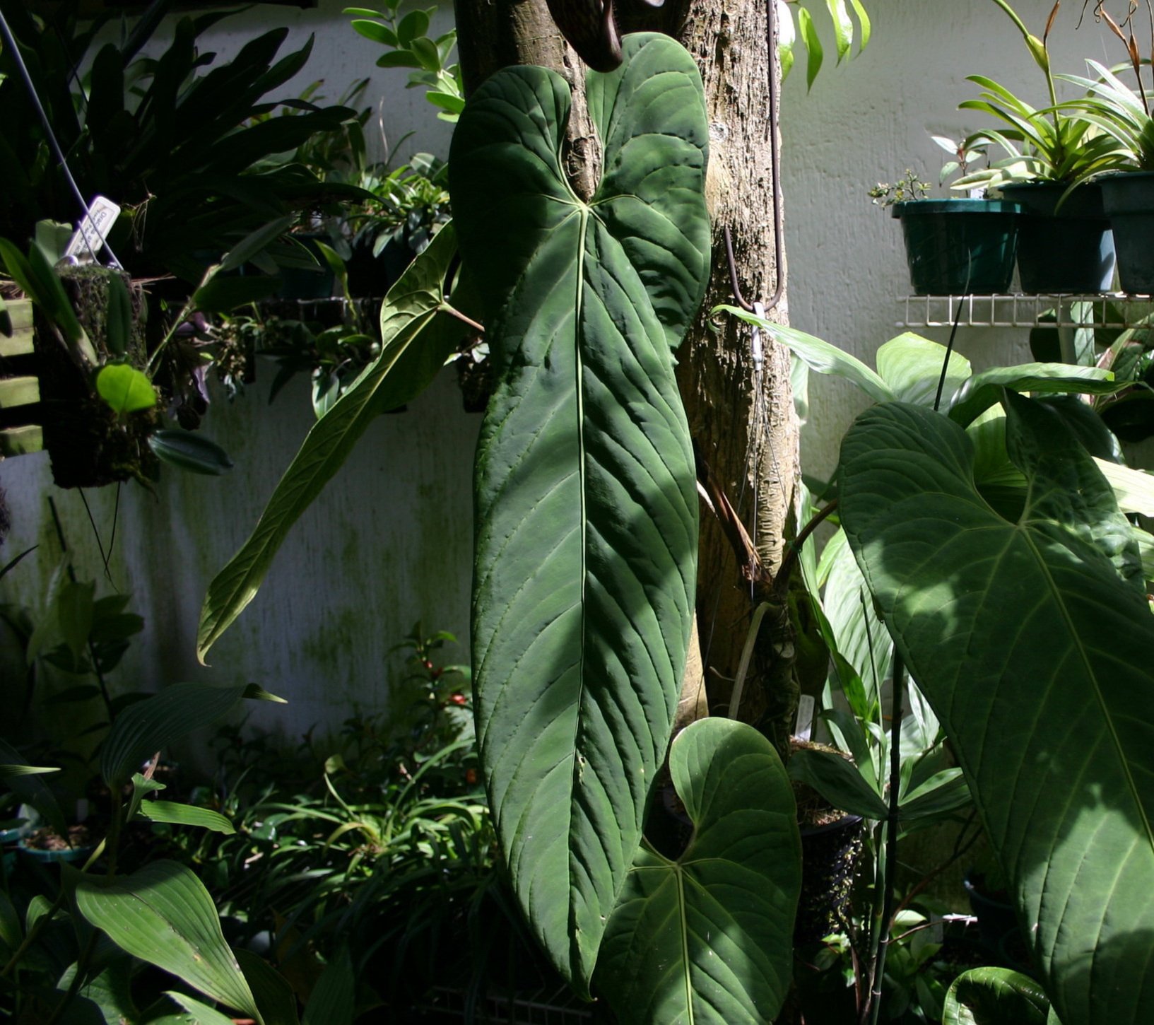 Anthurium panamense (2).jpg