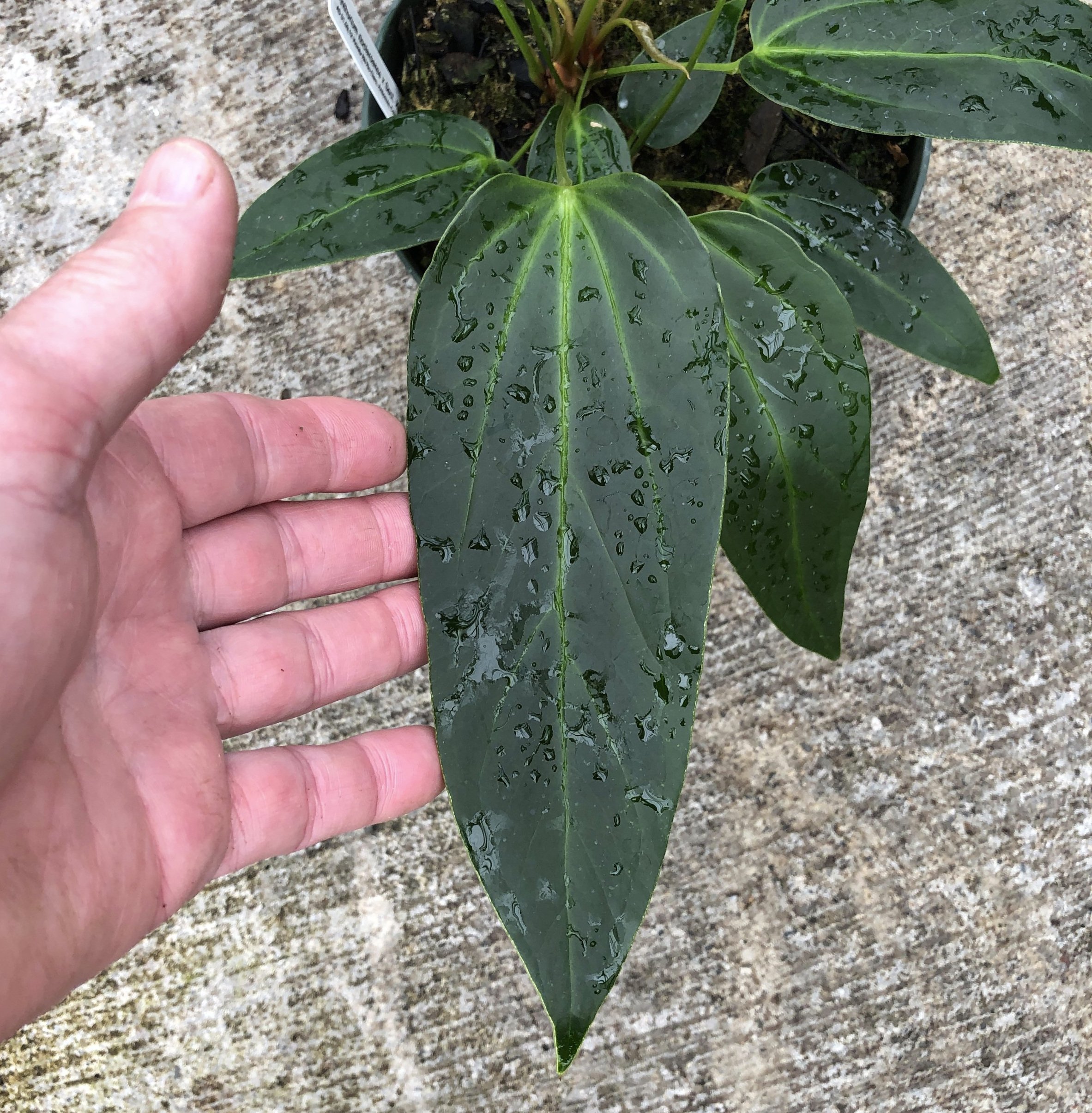 Anthurium rioclaroense wild hybrid.JPG