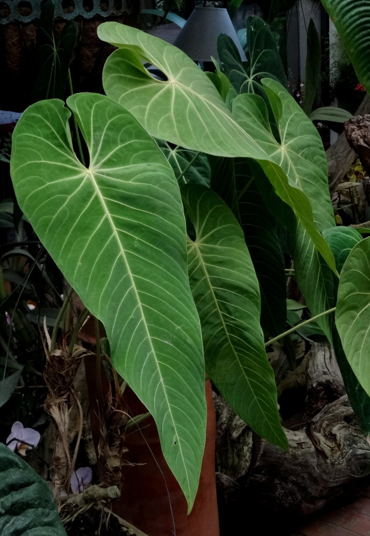 Anthurium Purple Velvet hyrbid Guatemala.JPG