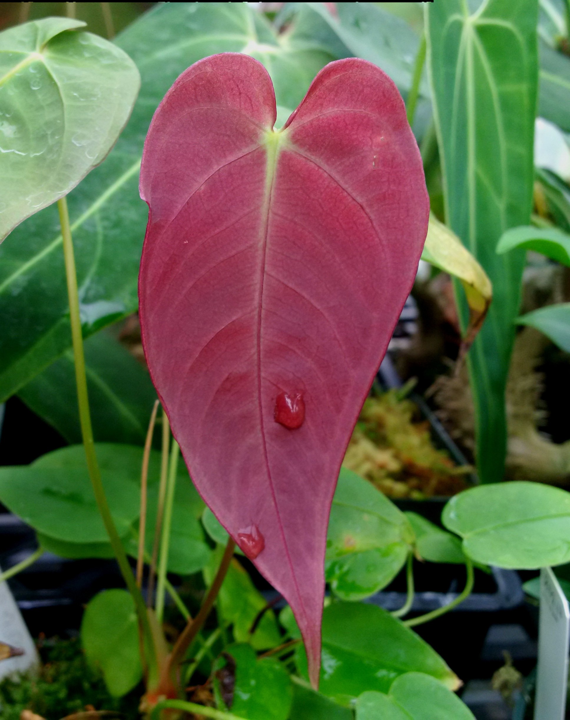 Anthurium Purple Velvet.jpg