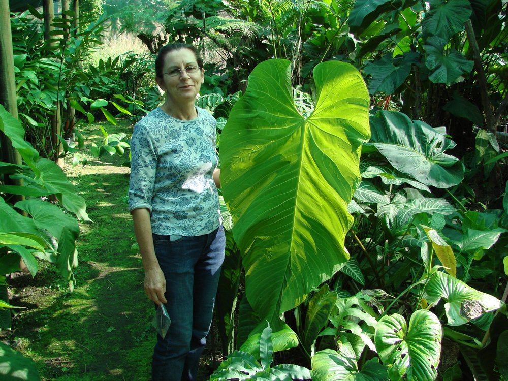 Velvet leaf anthuriums in cultivation by Jay Vannini  Exotica Esoterica