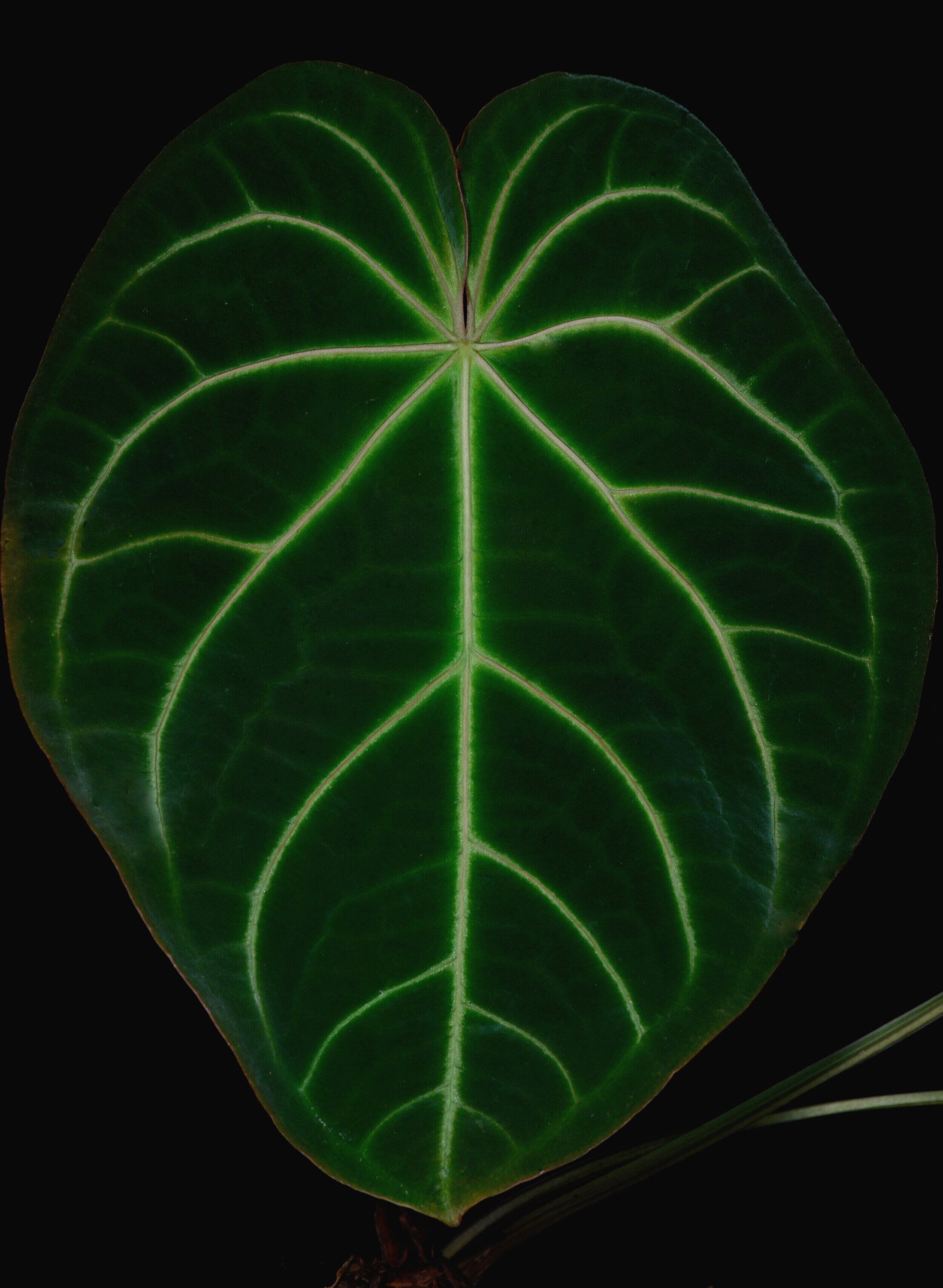 Anthurium%252Bmagnificum%252Boriginal%252Bat%252BFM%252B1.jpg