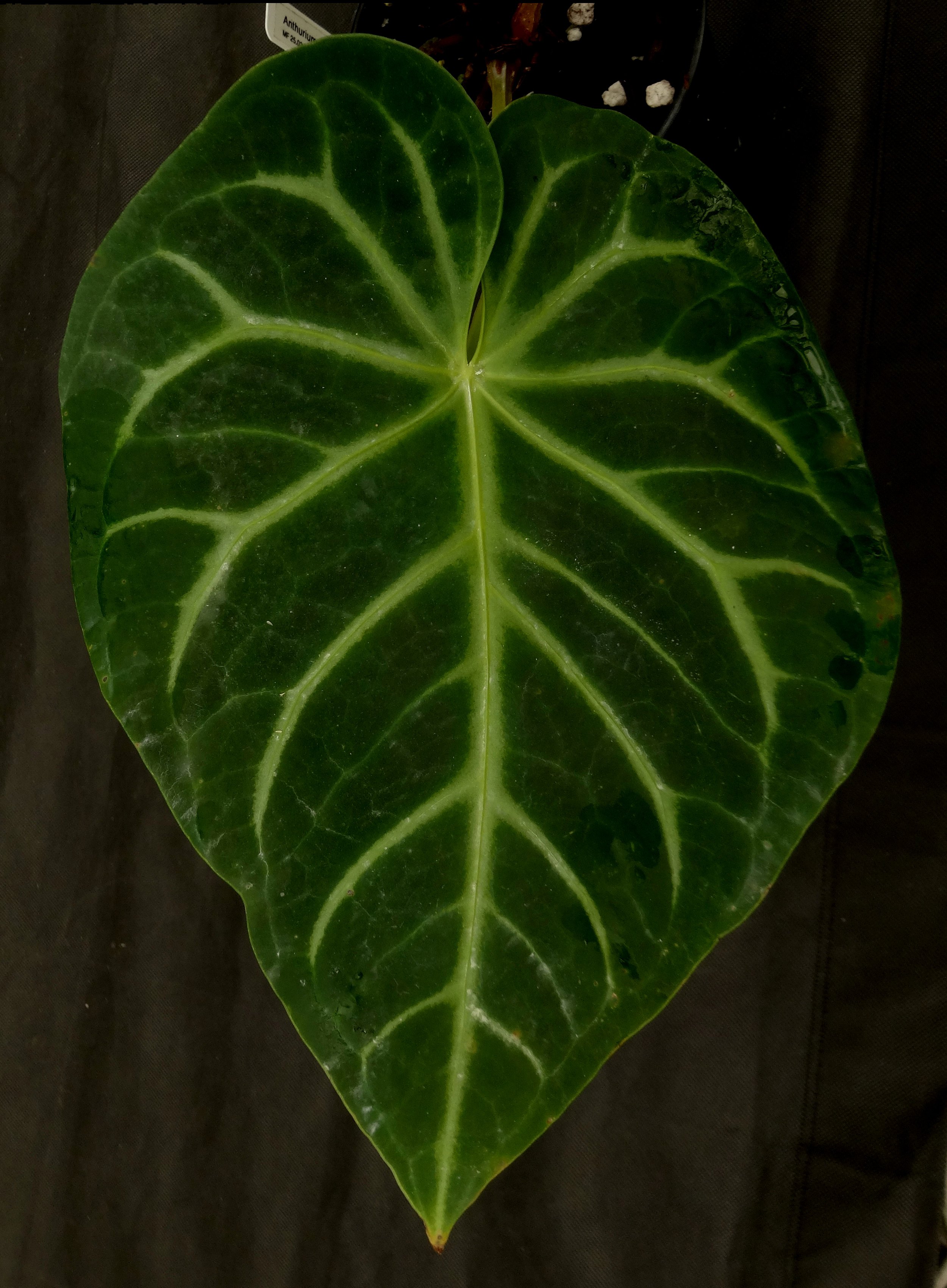 Anthurium magnificum Mundiflora.JPG