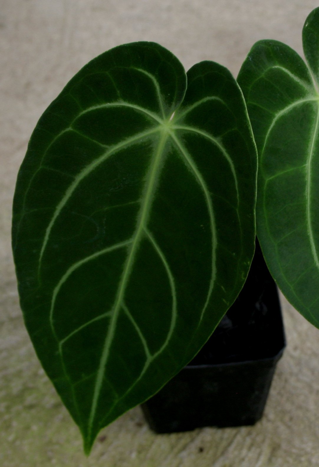 Anthurium warocqueanum x magnificum juvenile.jpg