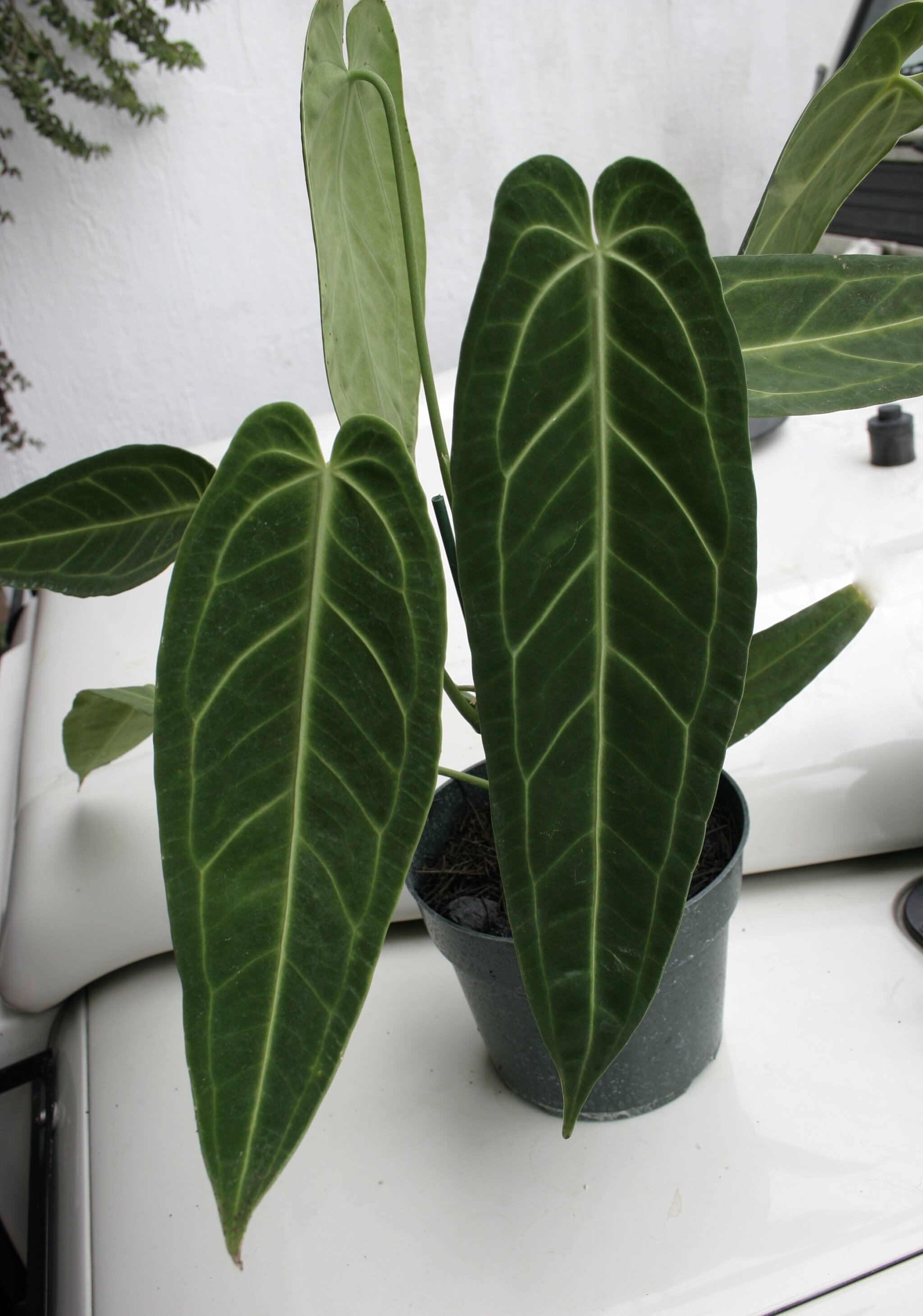 Anthurium warocqueanum young.jpeg