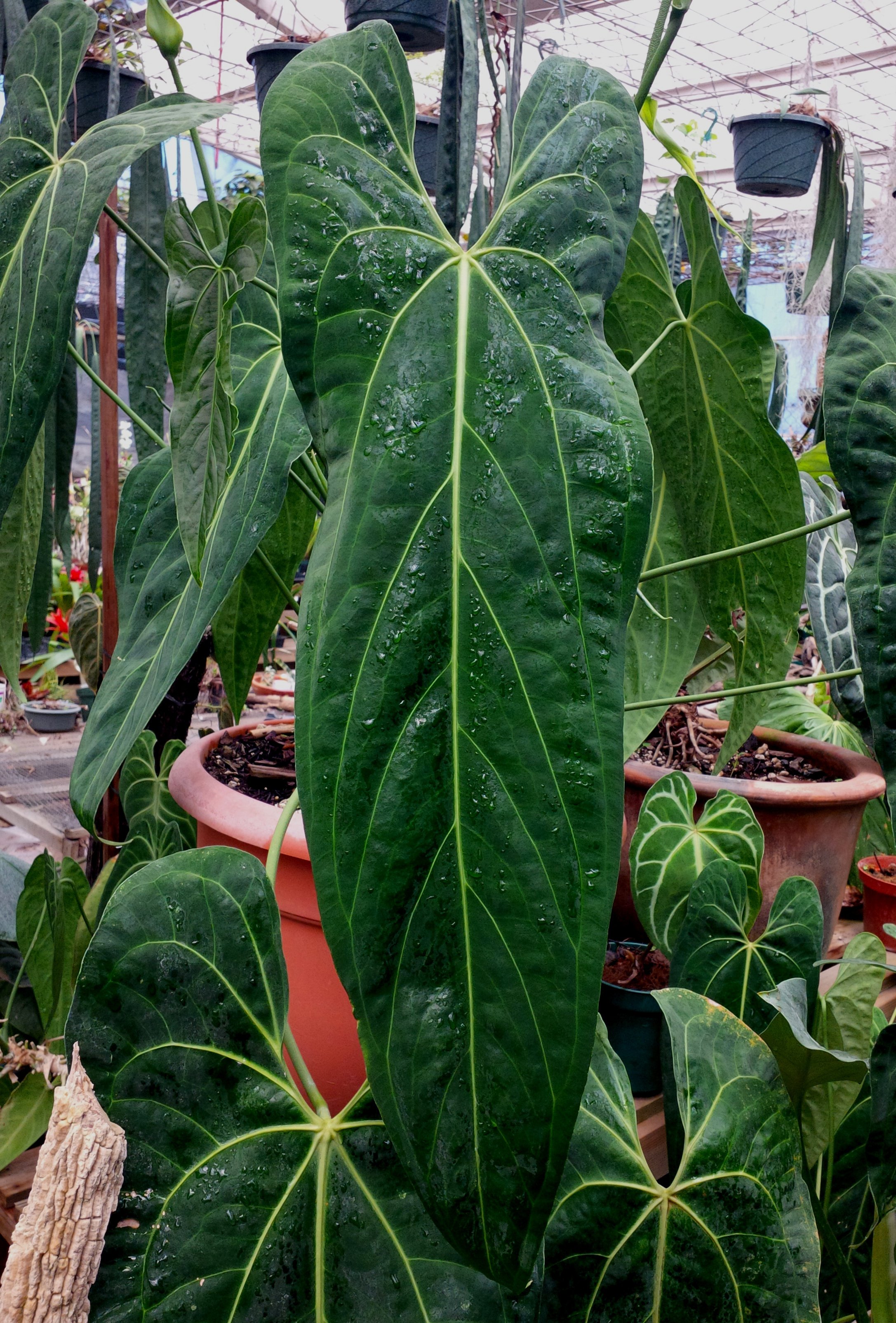 Anthurium Dark Mama leaf.jpg