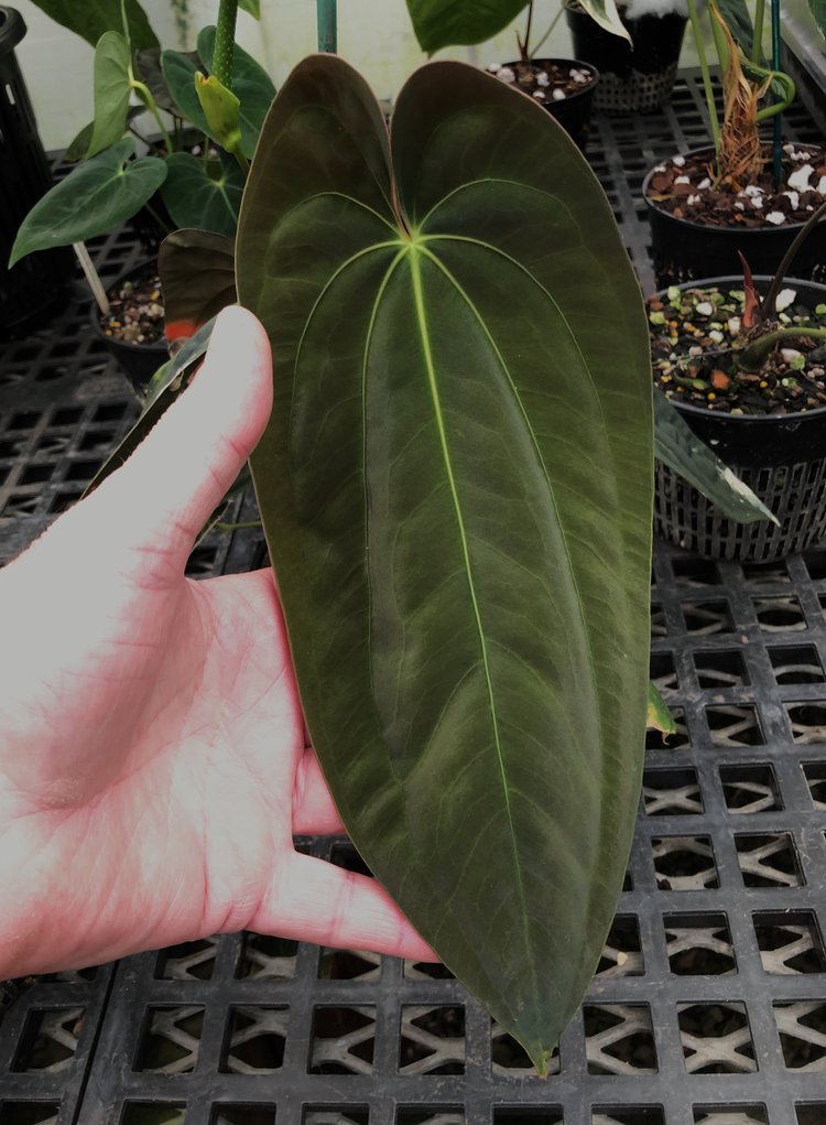 その他観葉植物 Anthurium rubrinervium velvet Anthurium Blue Papillilaminum x Velvet Cobra | Selawase Aroid