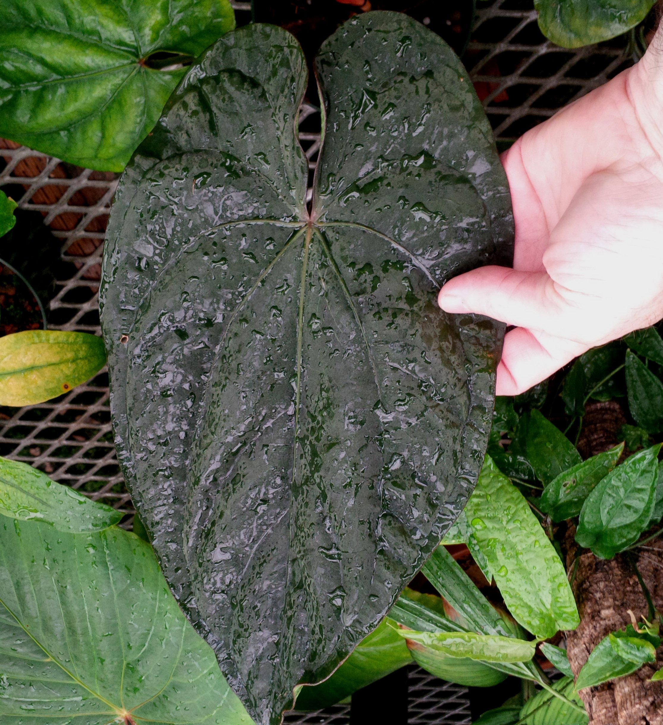 Anthurium dressleri F2 leaf.jpg